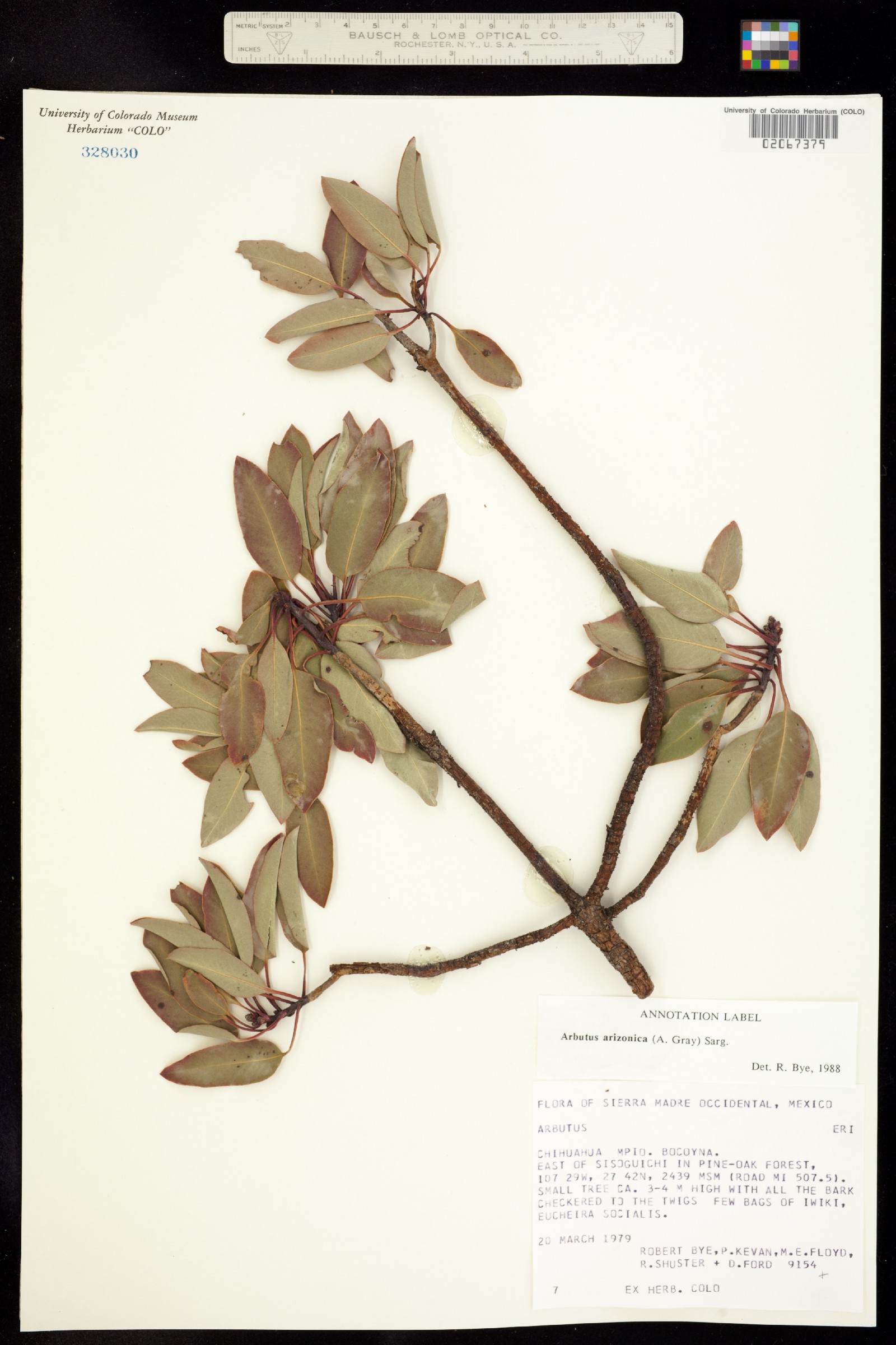 Arbutus arizonica image
