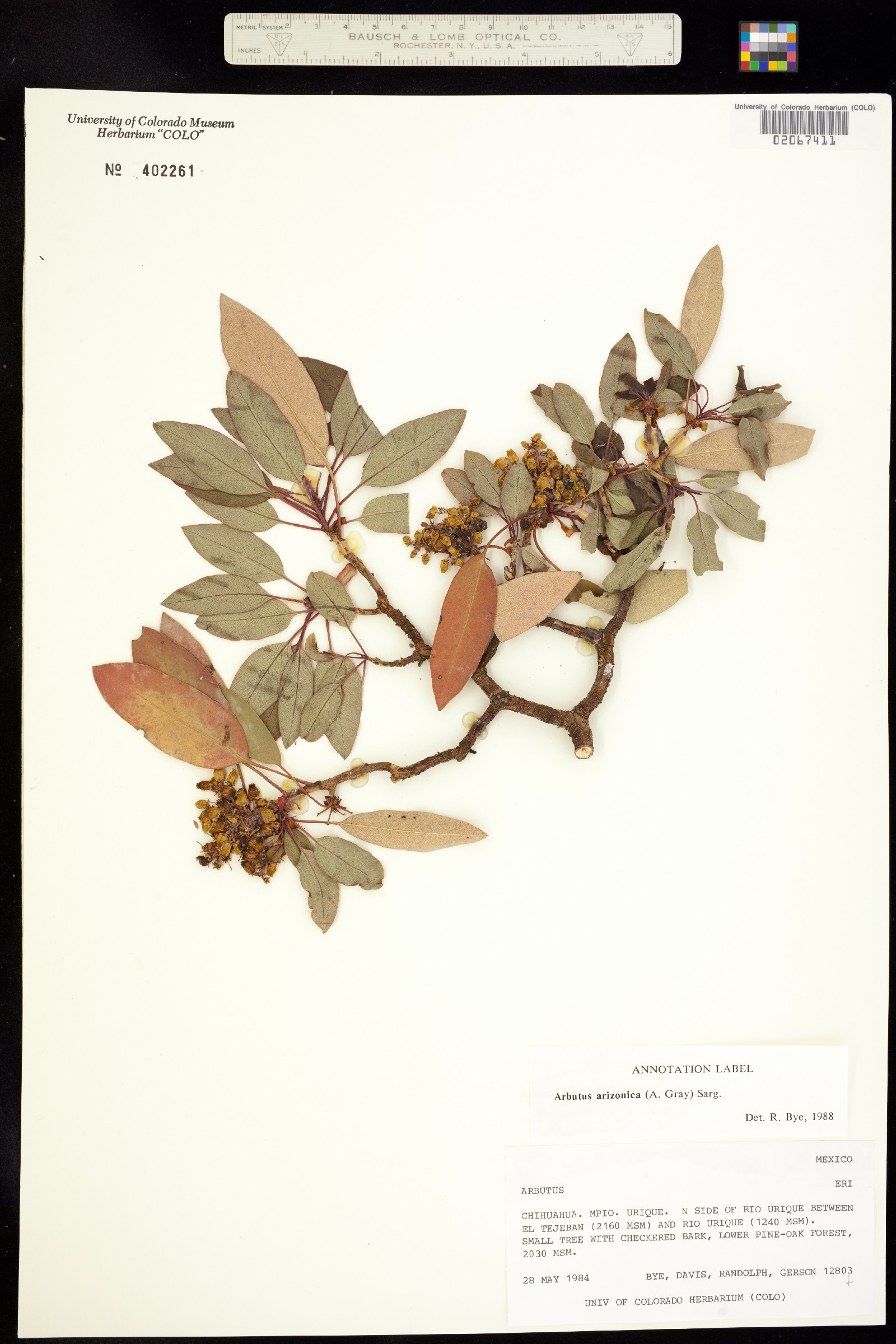 Arbutus arizonica image