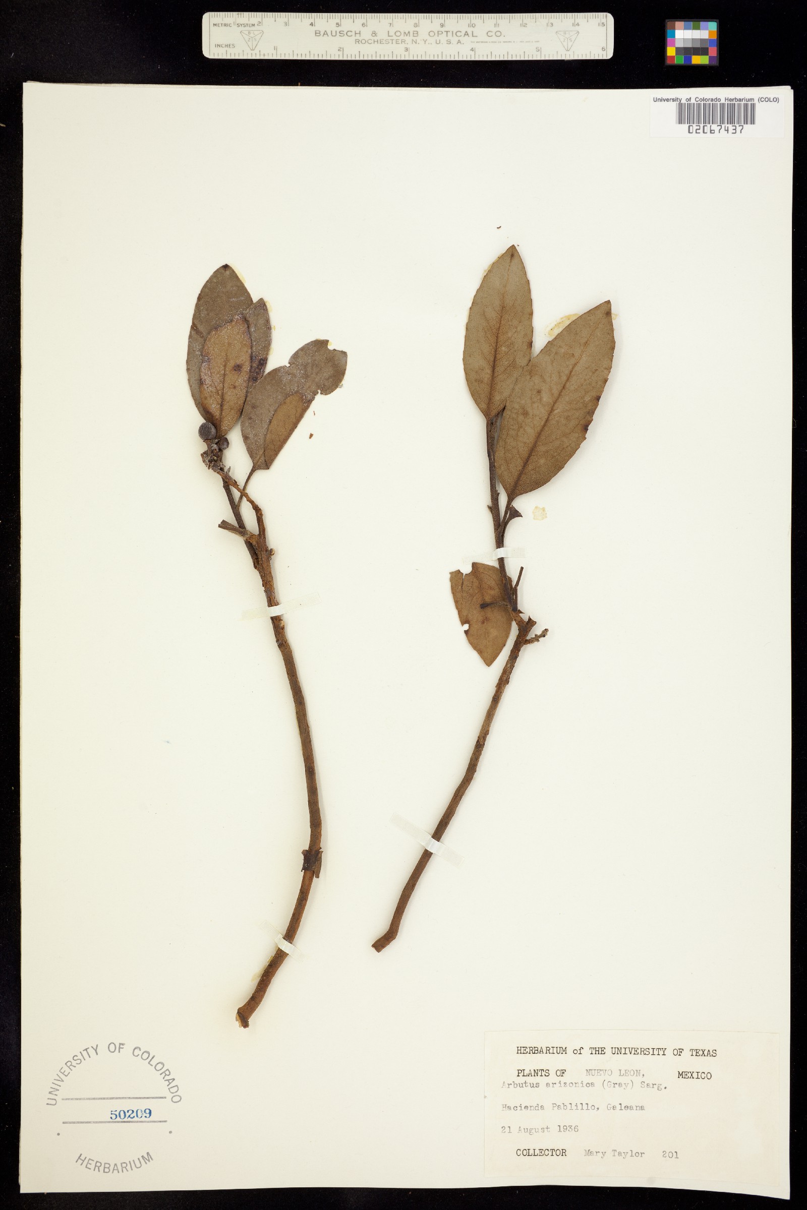 Arbutus arizonica image