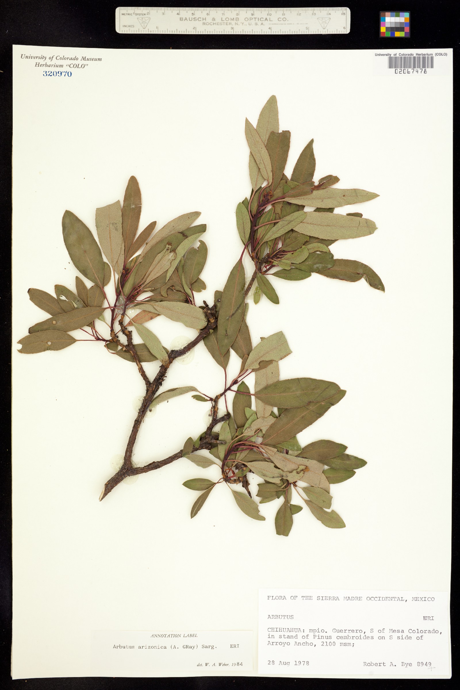Arbutus arizonica image
