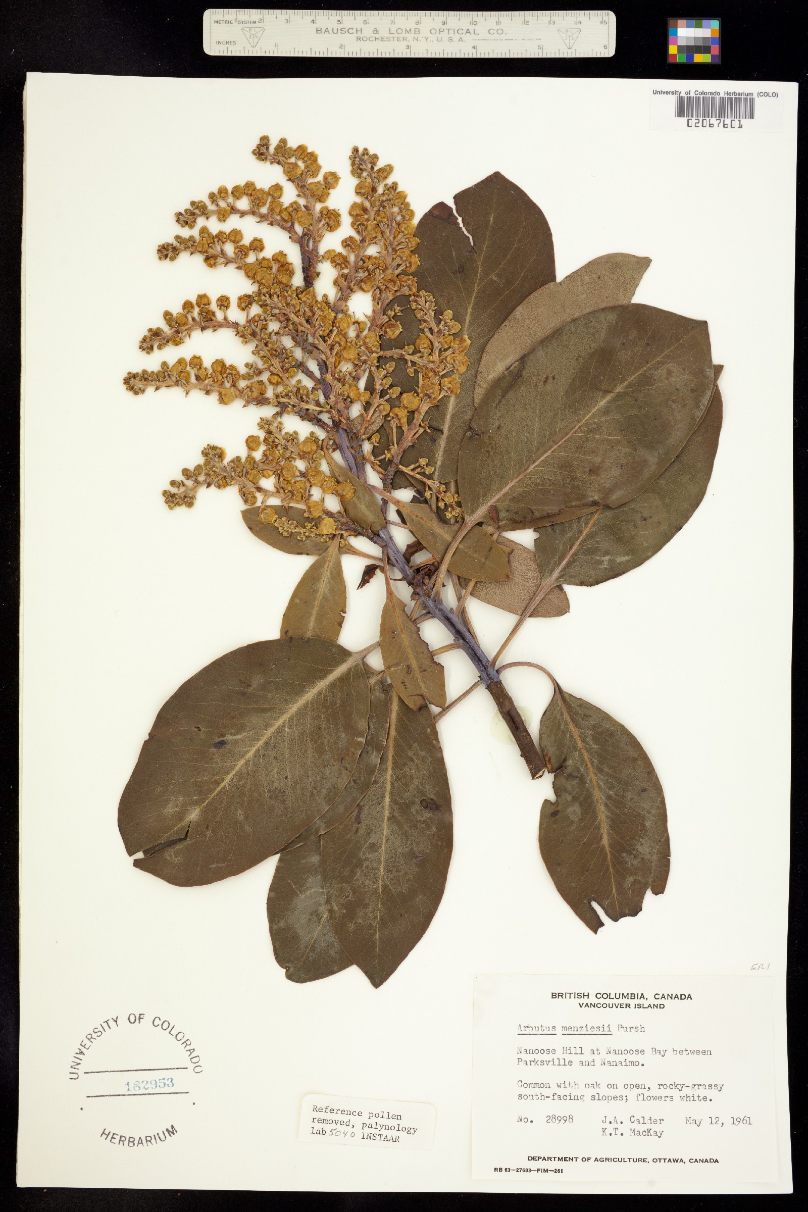 Arbutus menziesii image