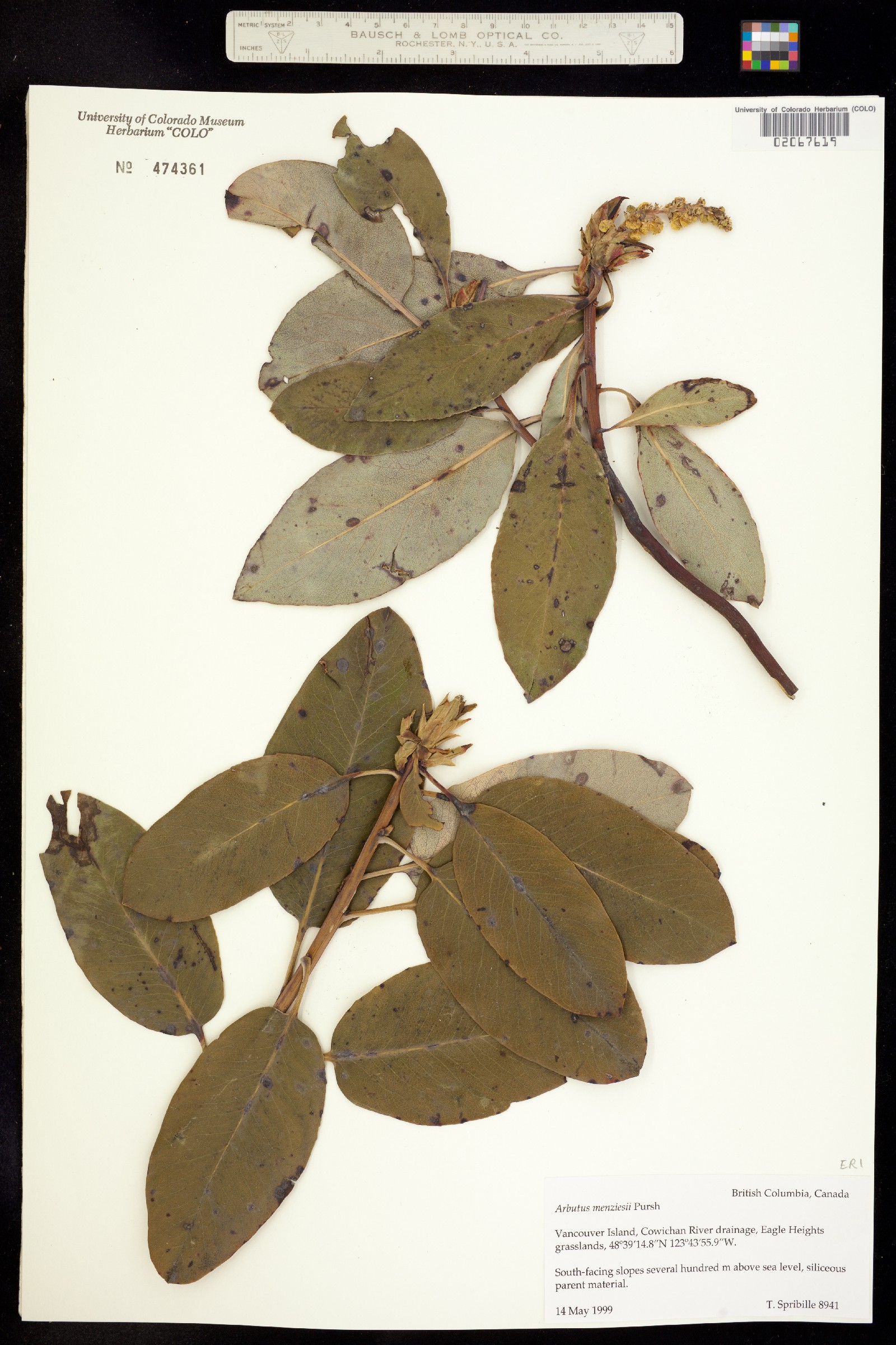 Arbutus menziesii image