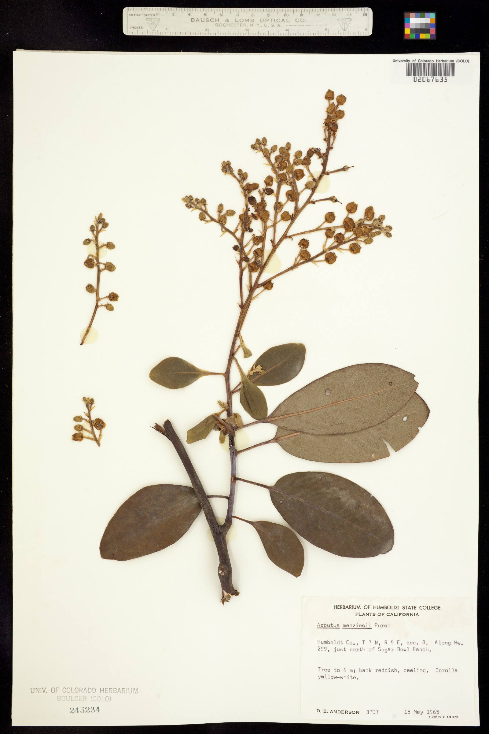 Arbutus menziesii image