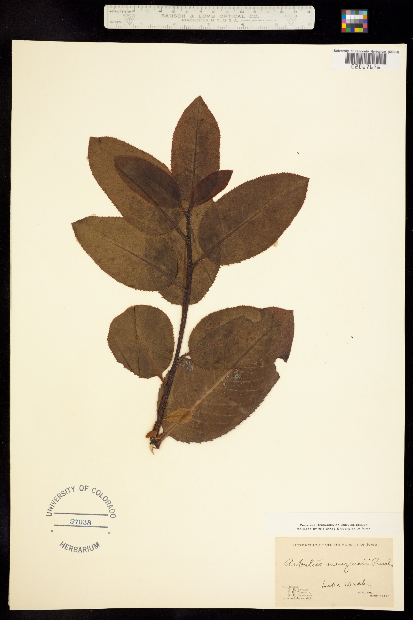 Arbutus menziesii image