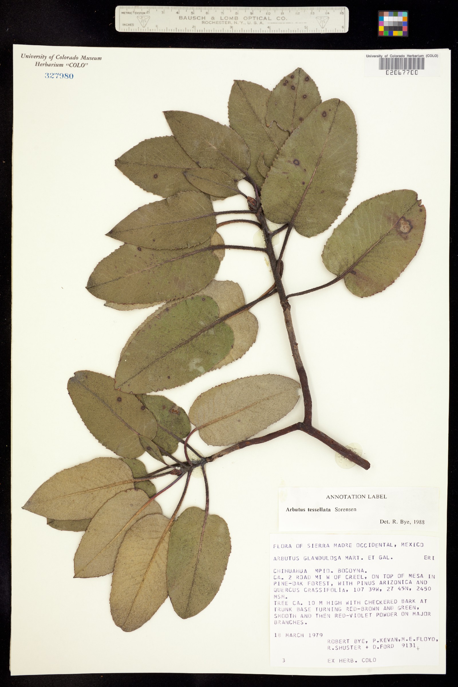 Arbutus tessellata image