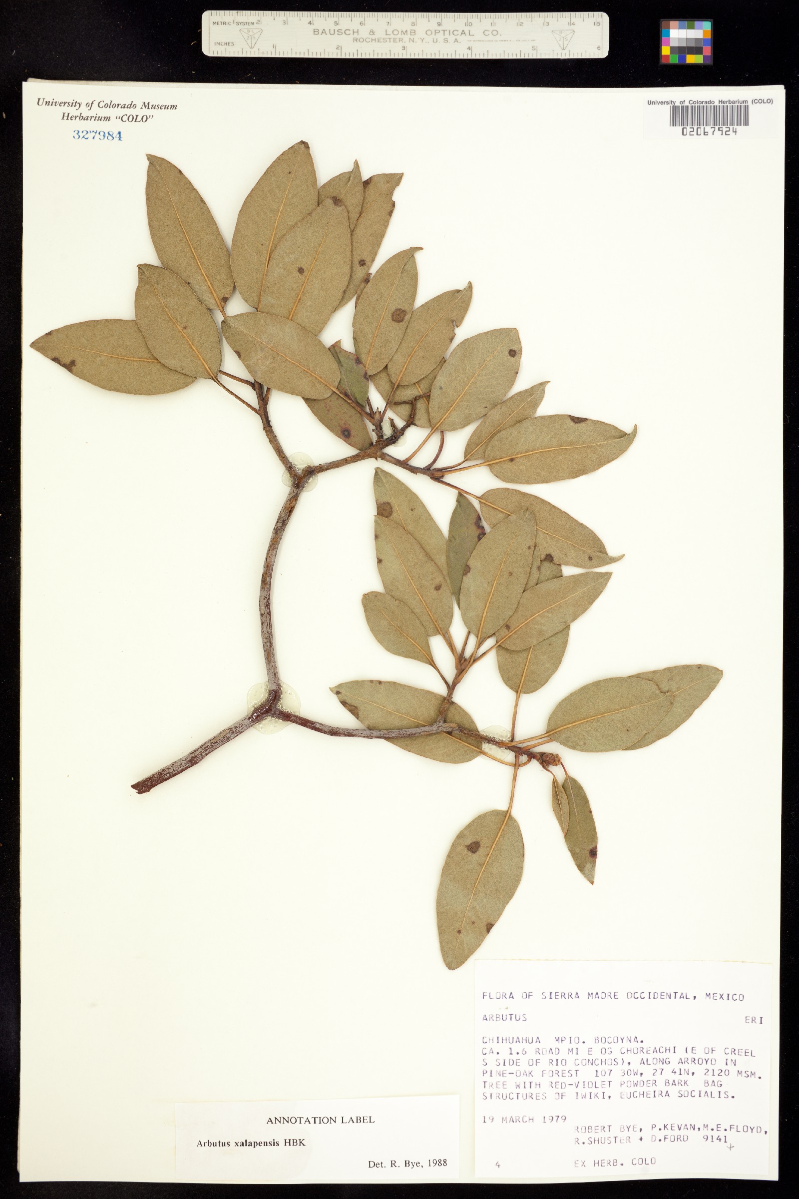 Arbutus xalapensis image