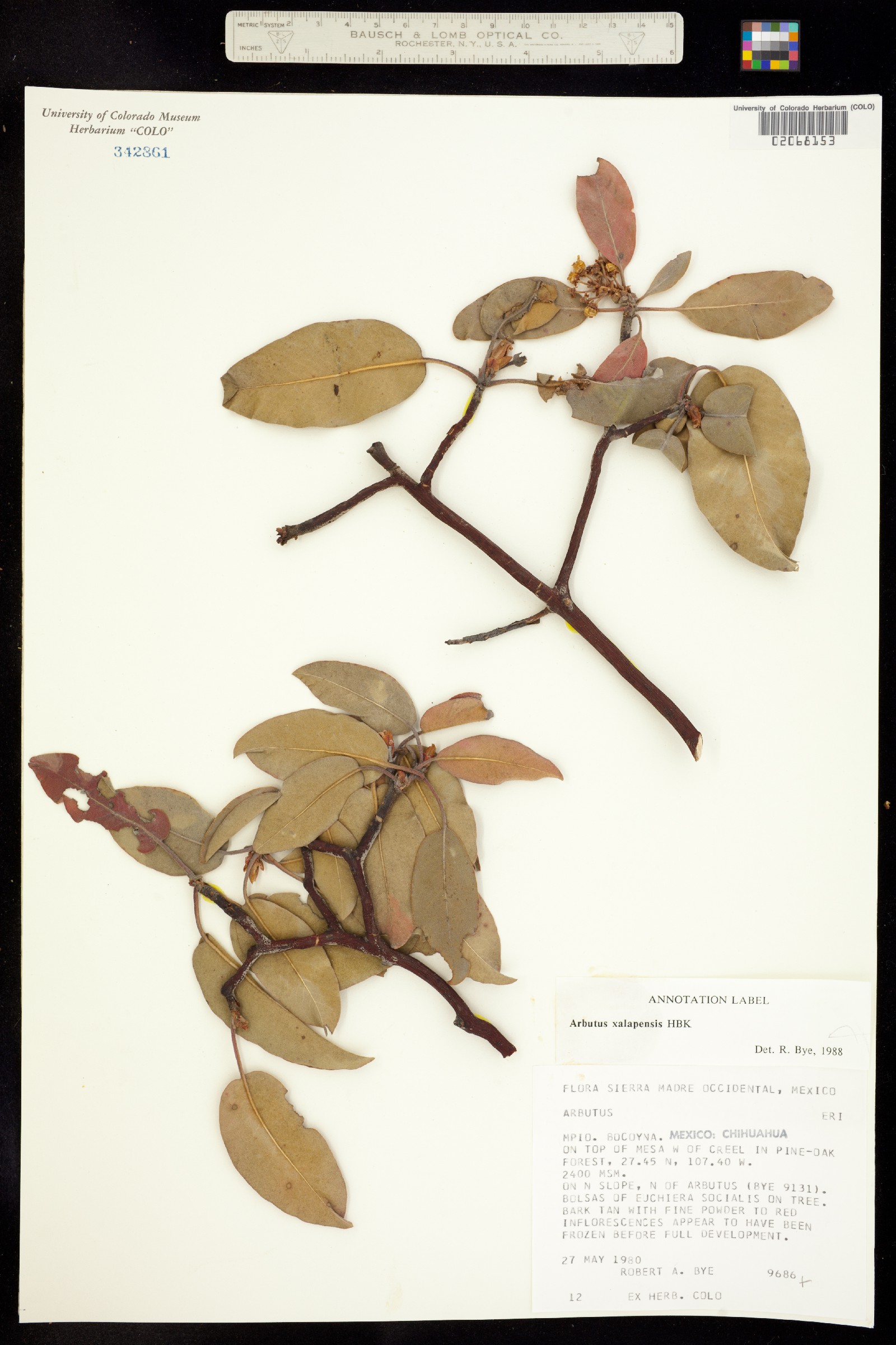 Arbutus xalapensis image