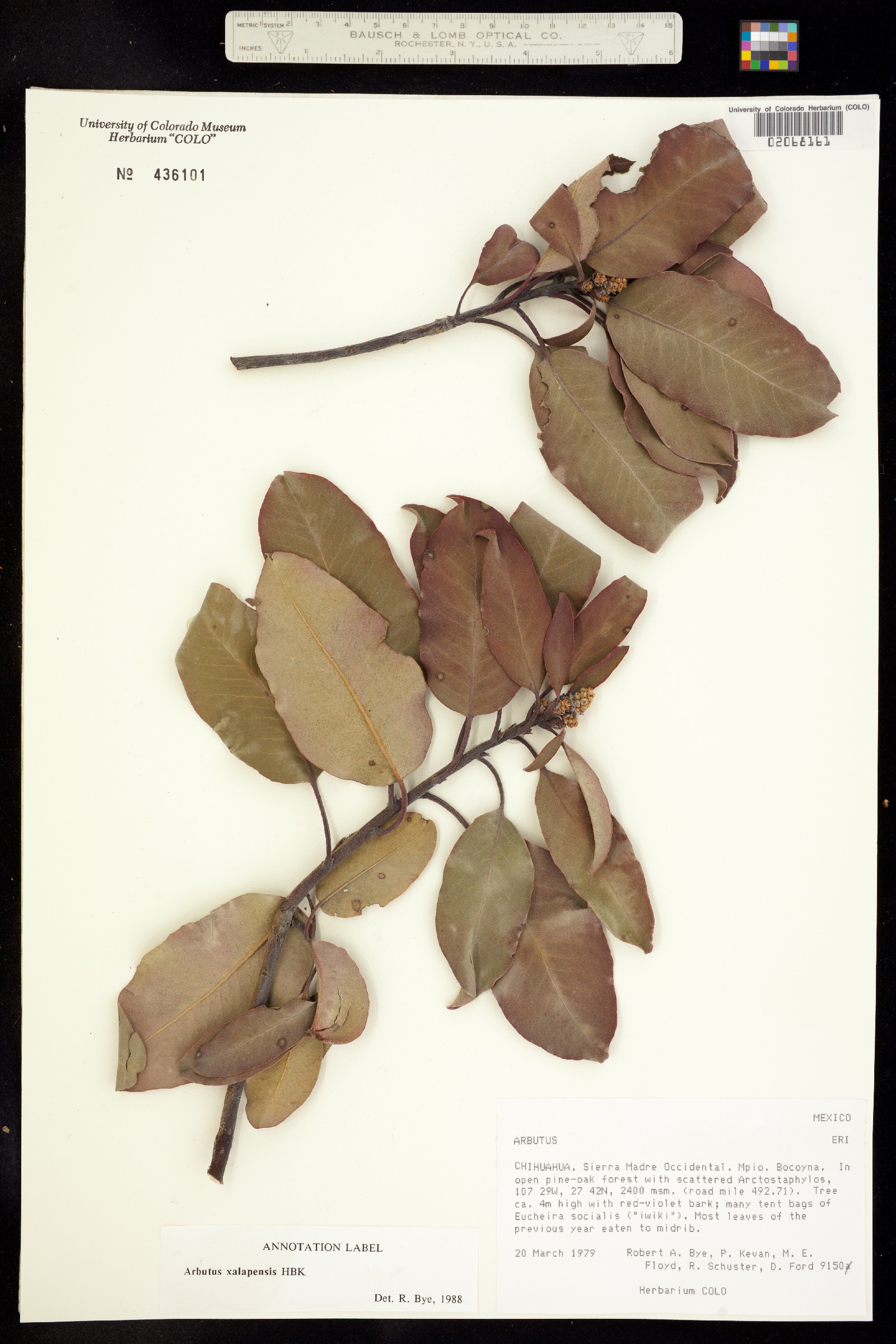 Arbutus xalapensis image