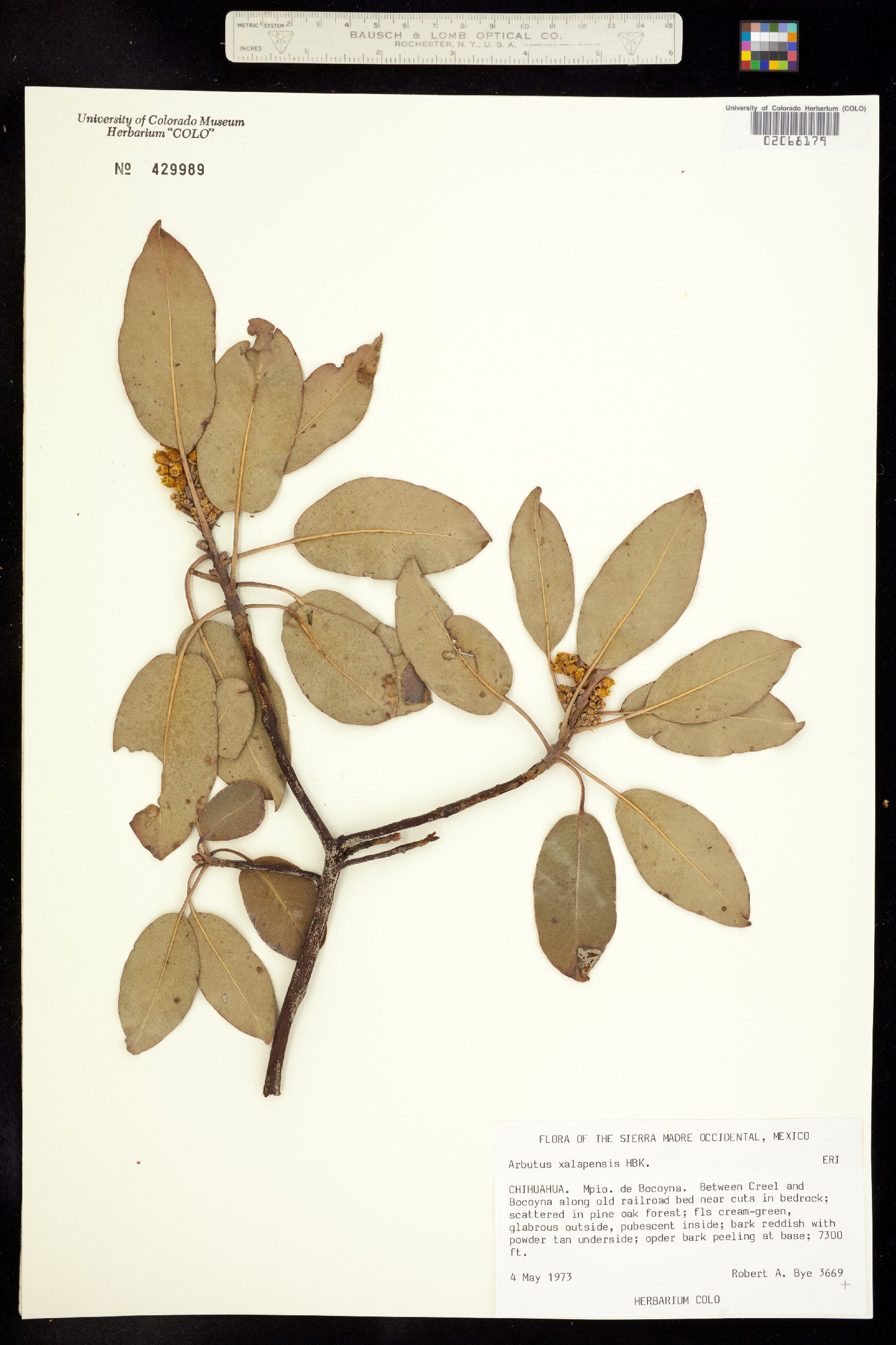 Arbutus xalapensis image