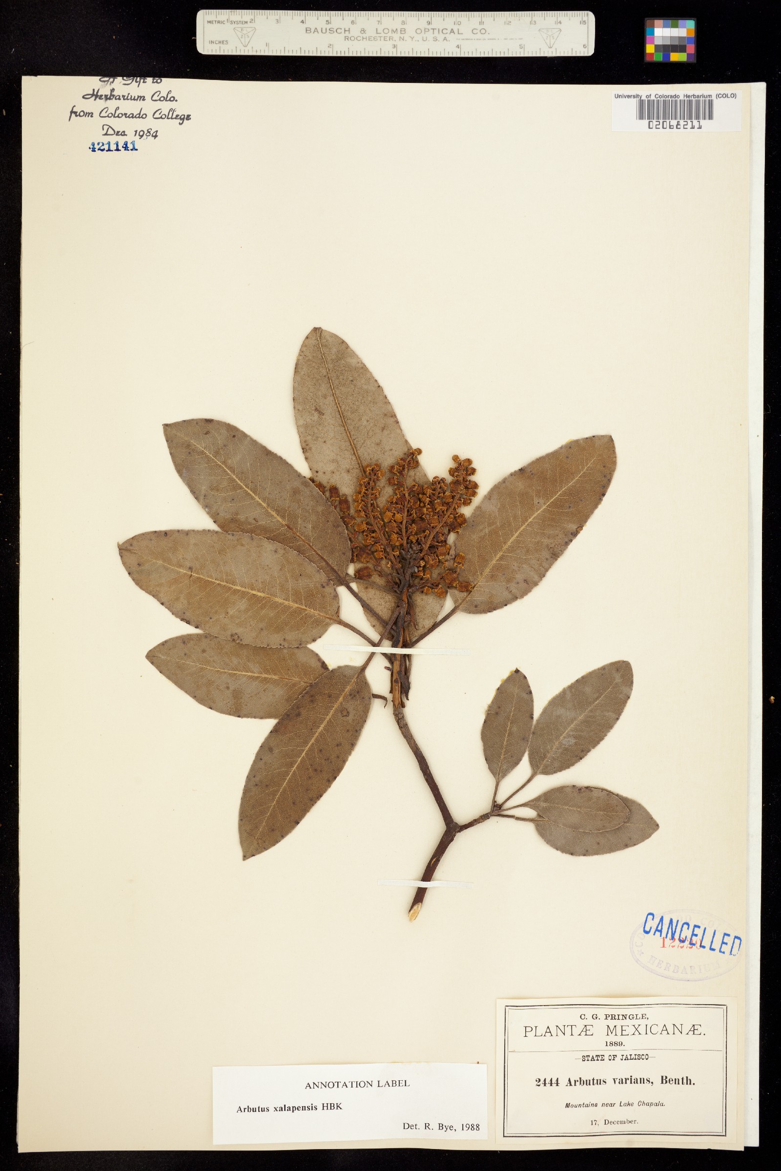 Arbutus xalapensis image
