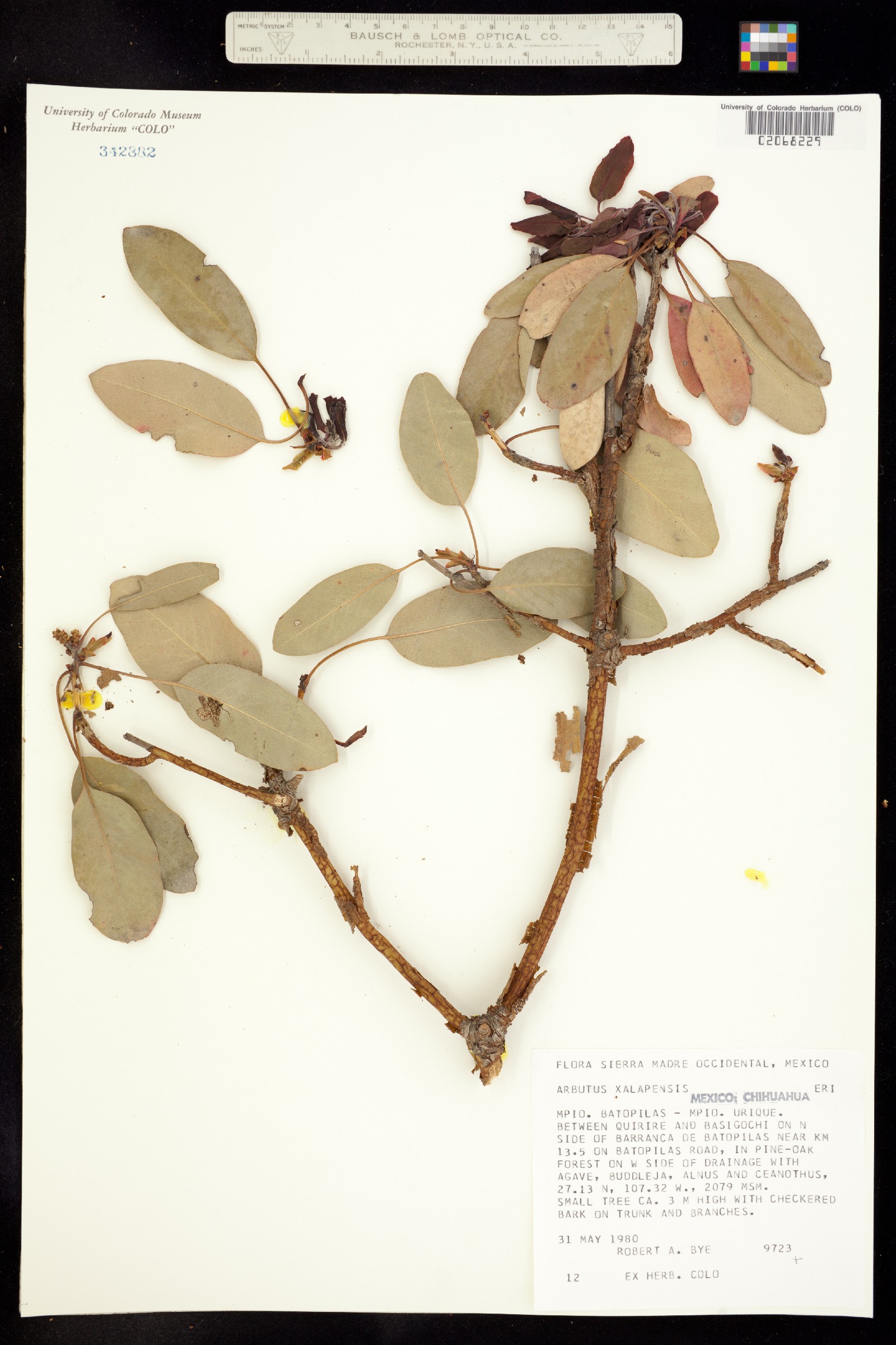 Arbutus xalapensis image