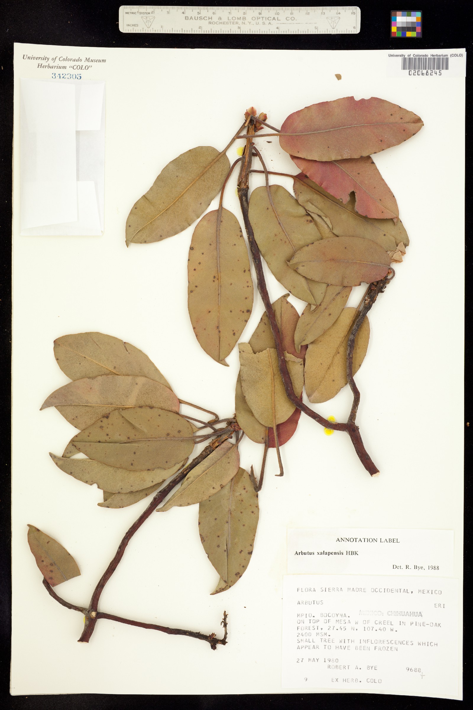 Arbutus xalapensis image