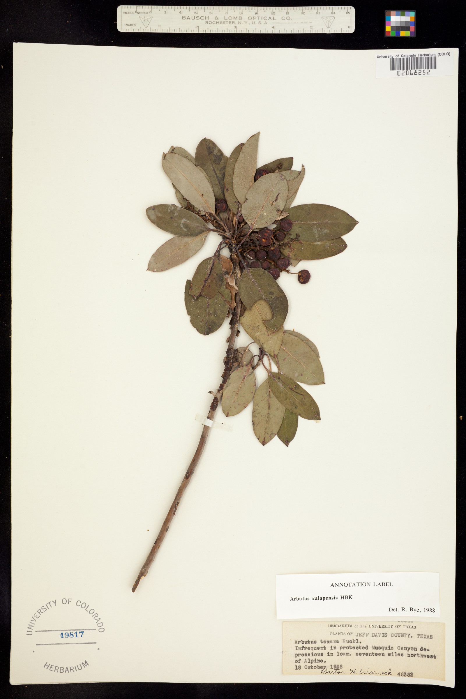 Arbutus xalapensis image