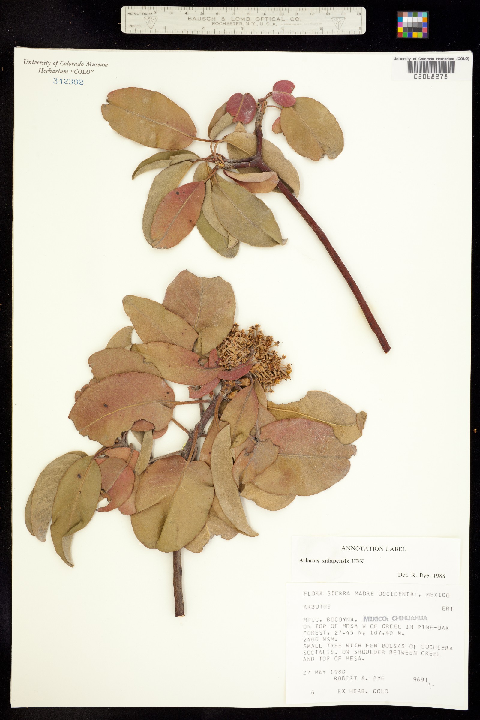 Arbutus xalapensis image
