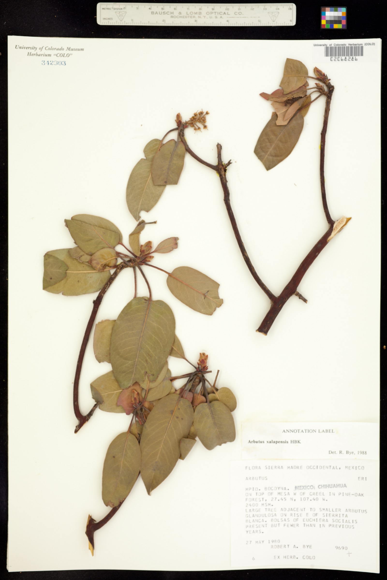 Arbutus xalapensis image