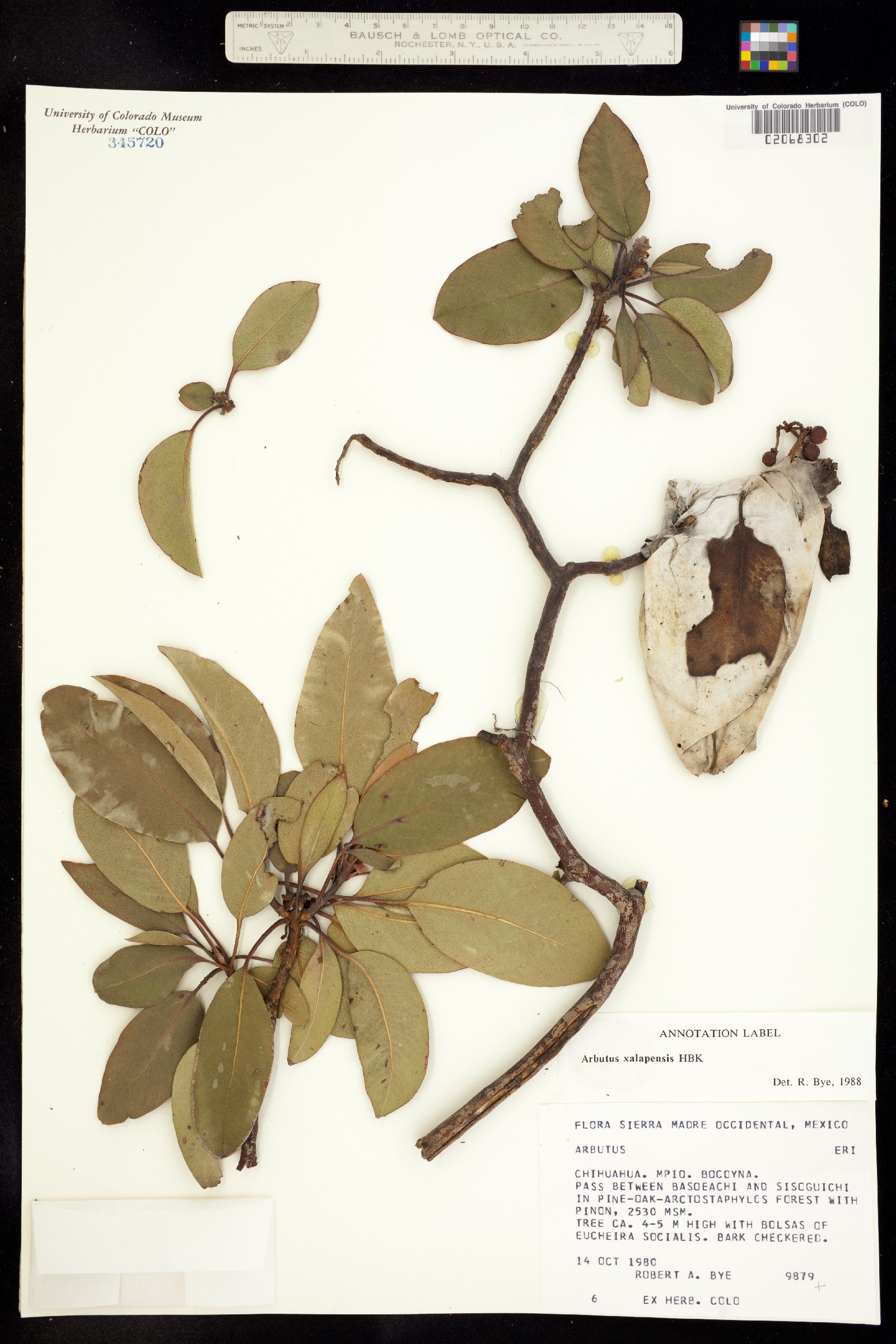 Arbutus xalapensis image