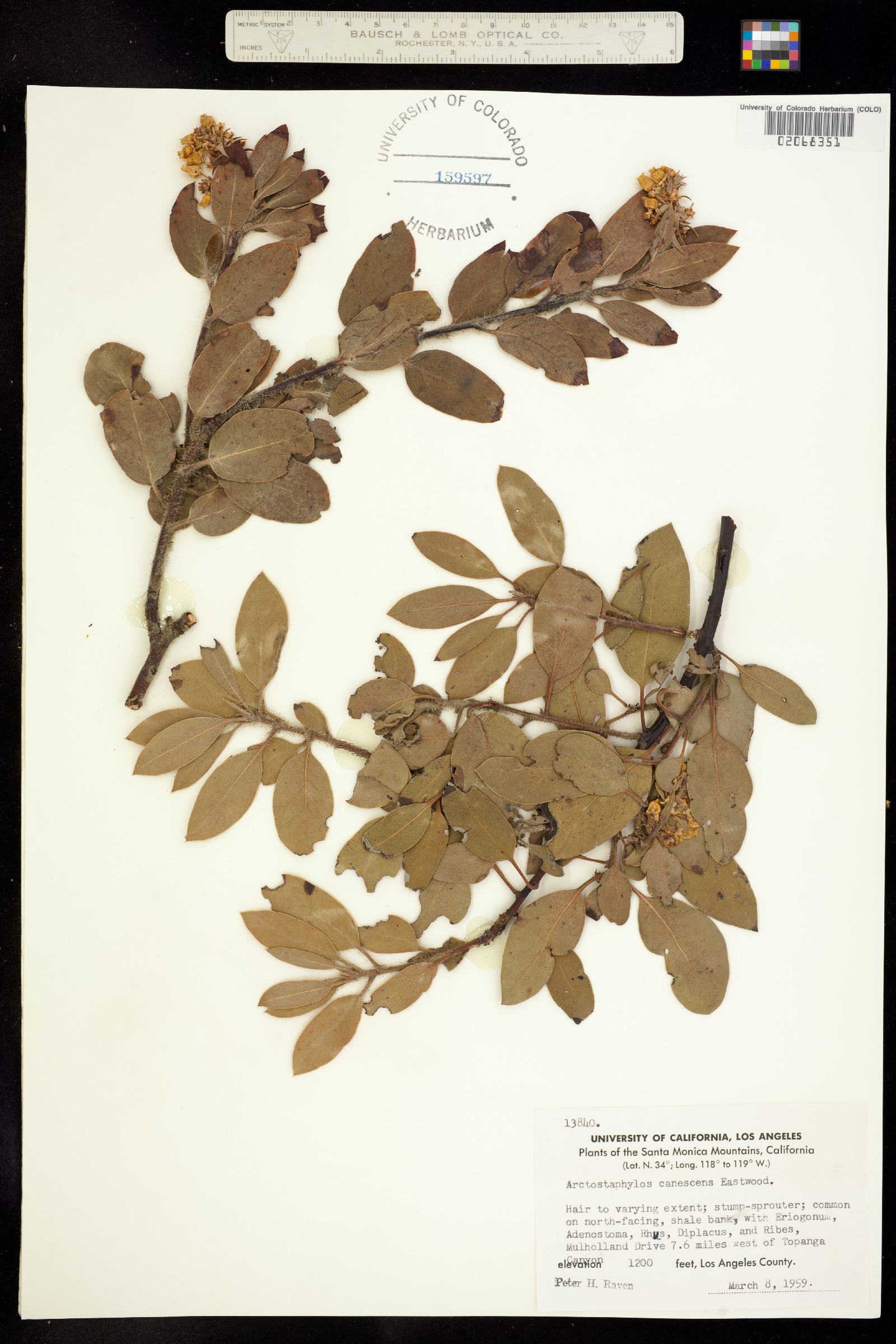 Arctostaphylos canescens image