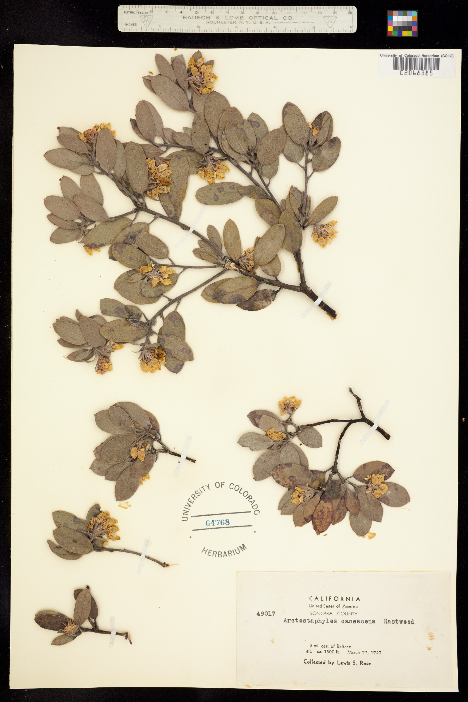 Arctostaphylos canescens image