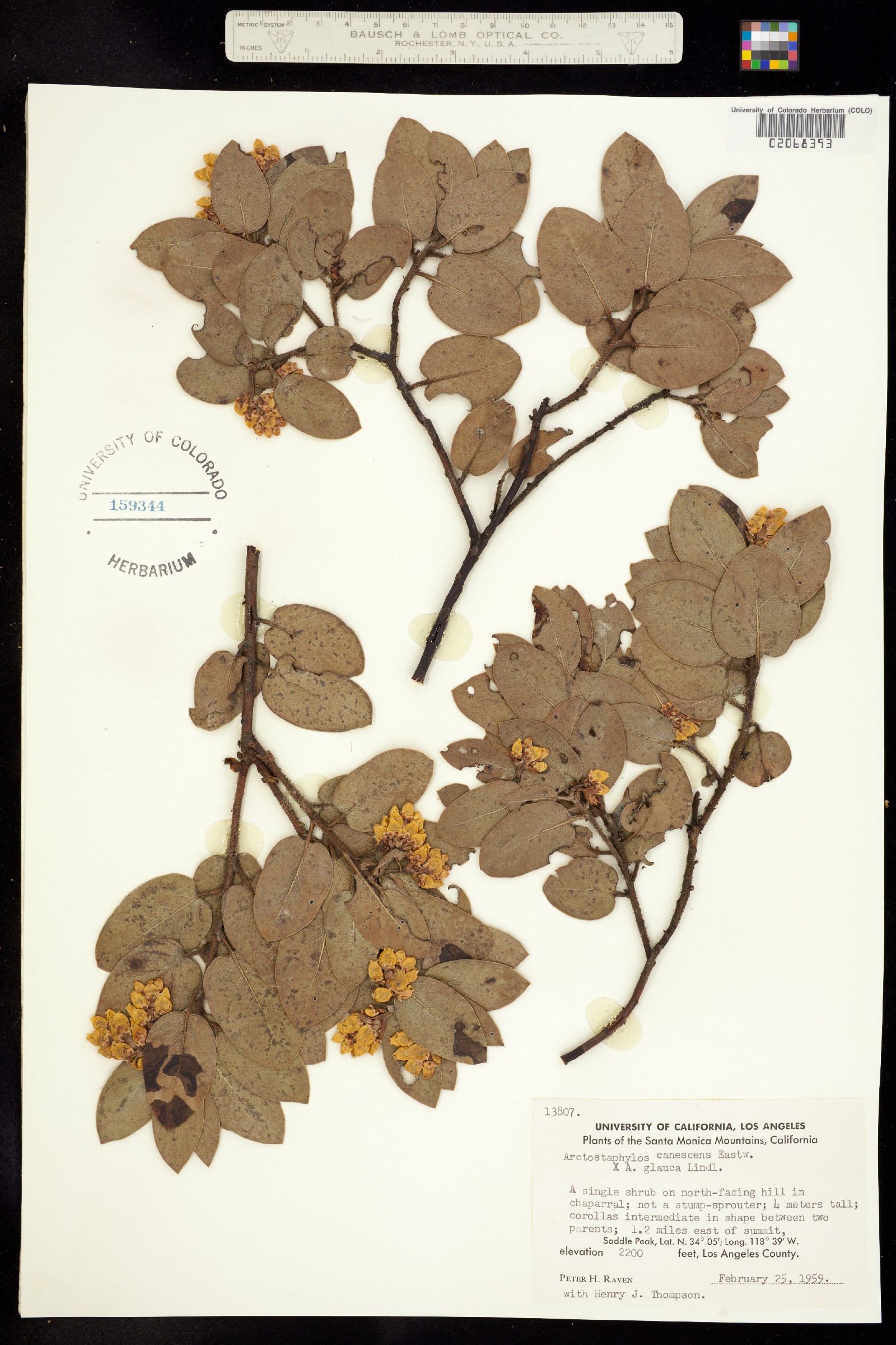 Arctostaphylos canescens image