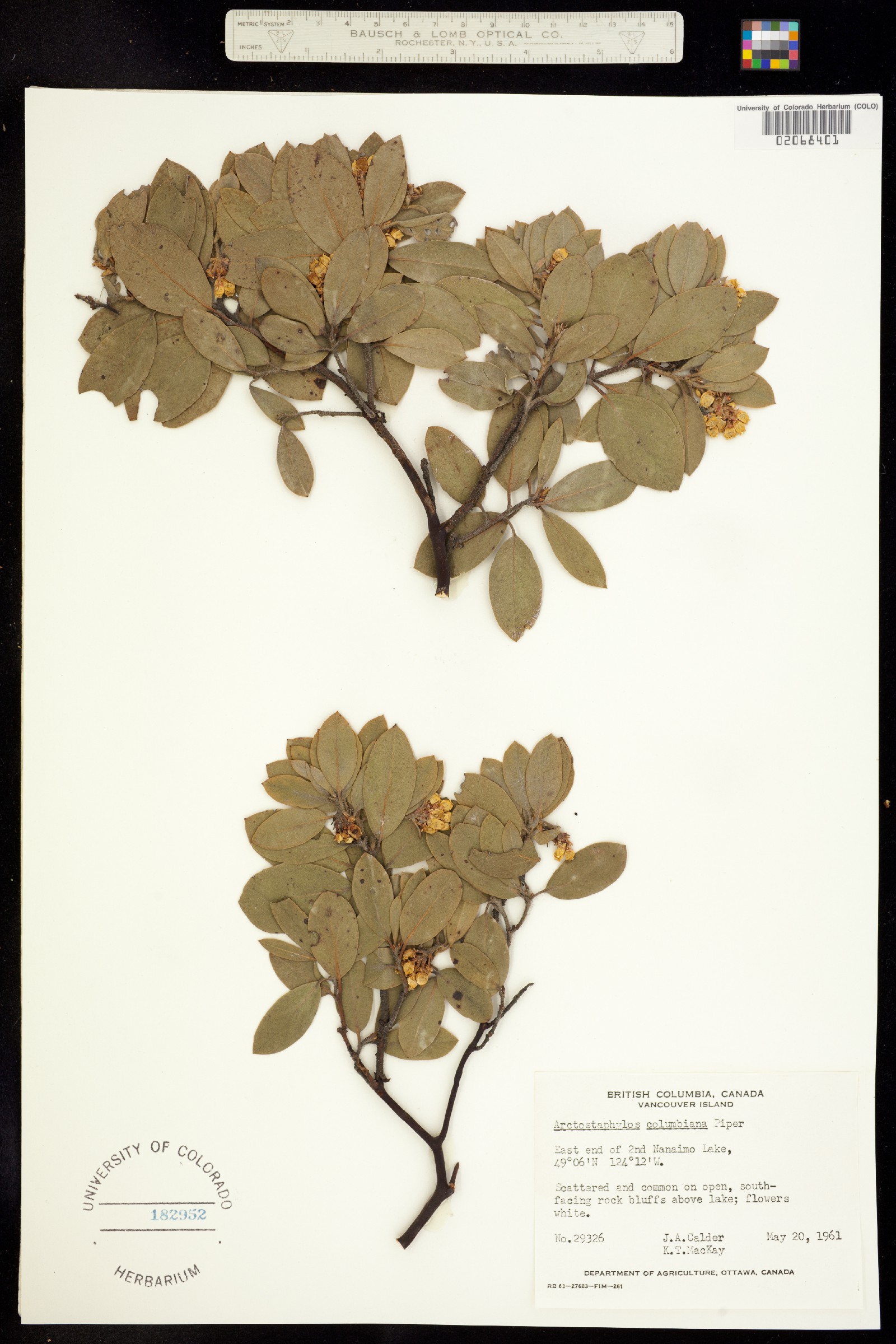 Arctostaphylos columbiana image