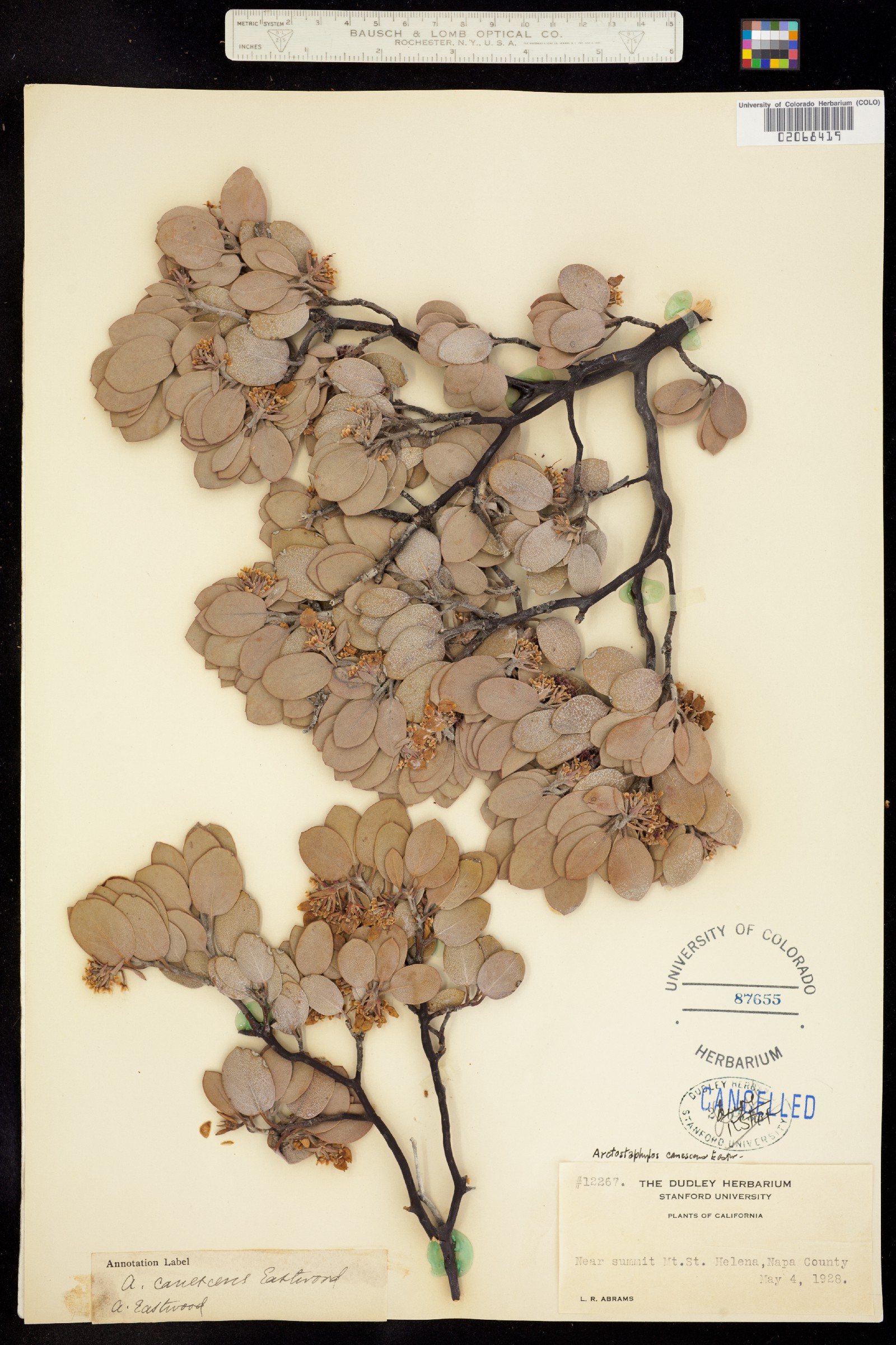Arctostaphylos canescens image