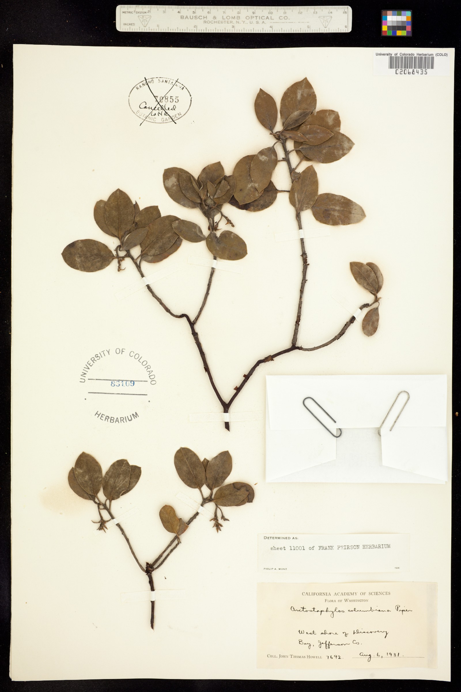 Arctostaphylos columbiana image