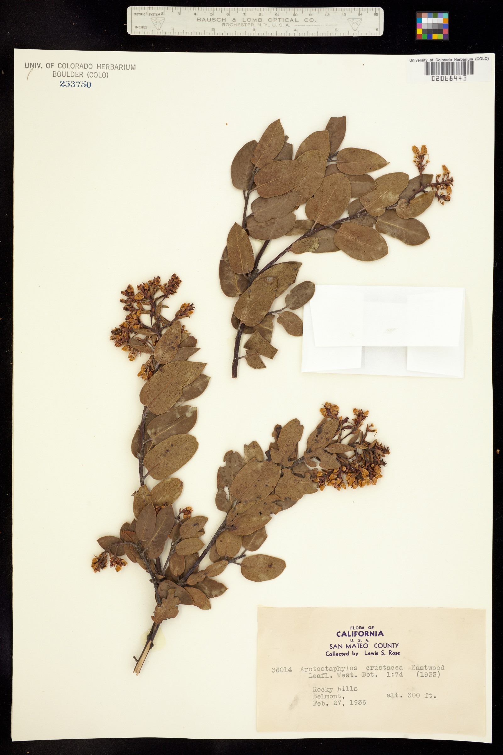 Arctostaphylos crustacea image