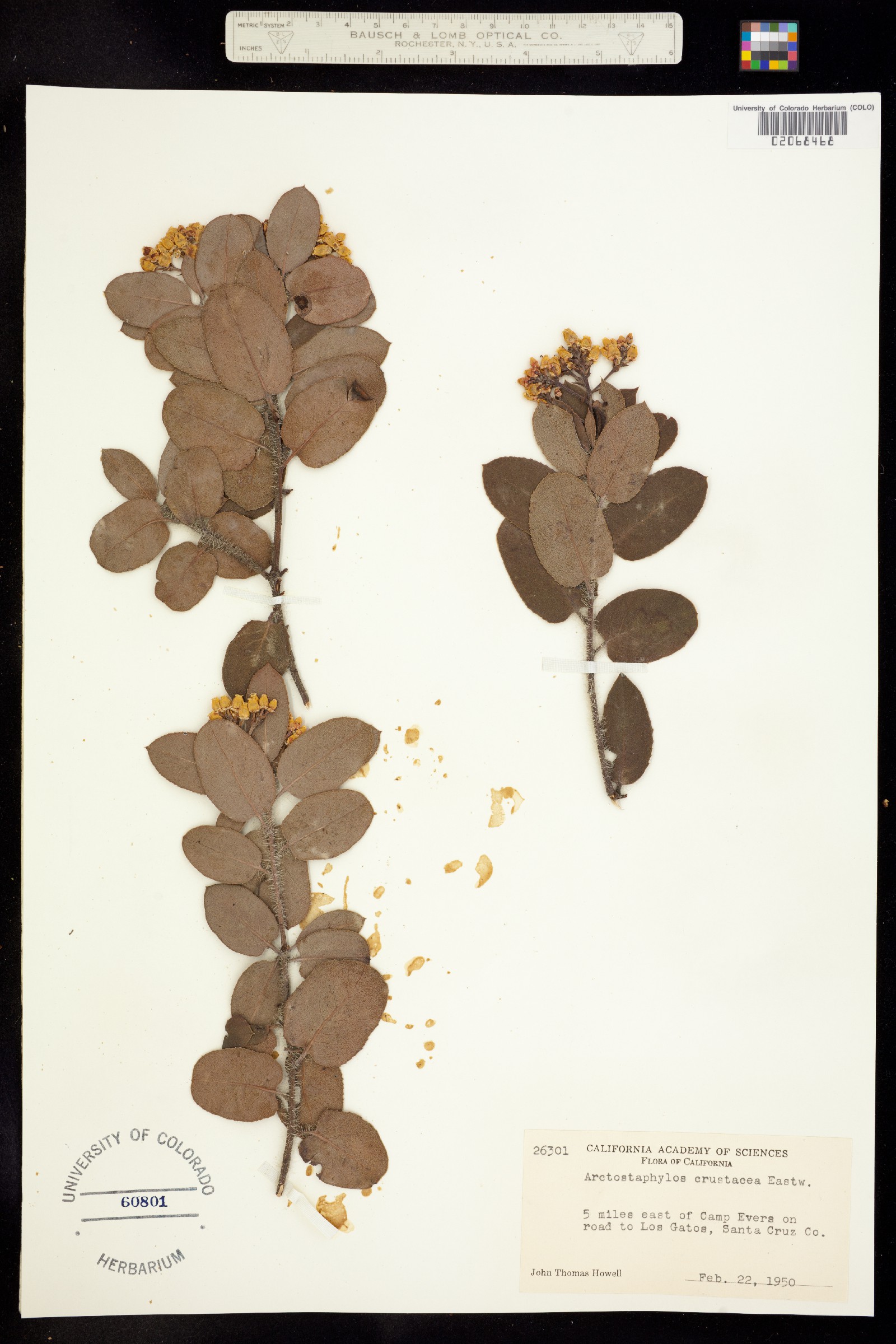 Arctostaphylos crustacea image