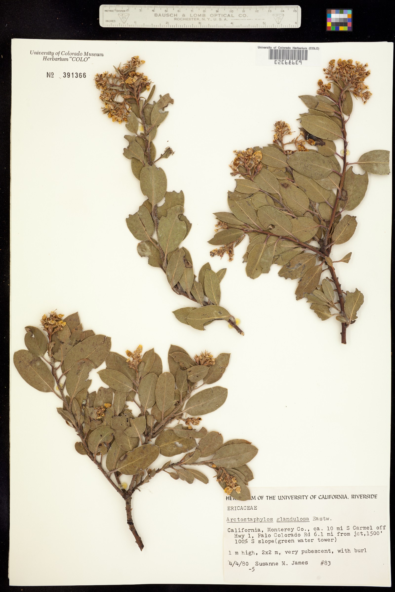 Arctostaphylos glandulosa image