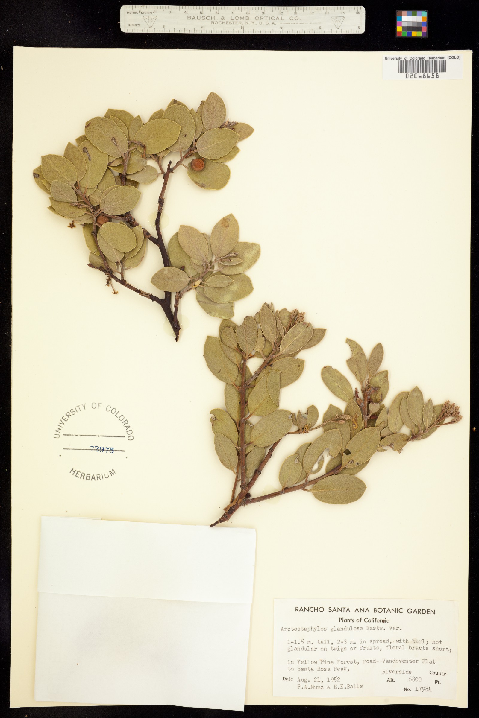 Arctostaphylos glandulosa image