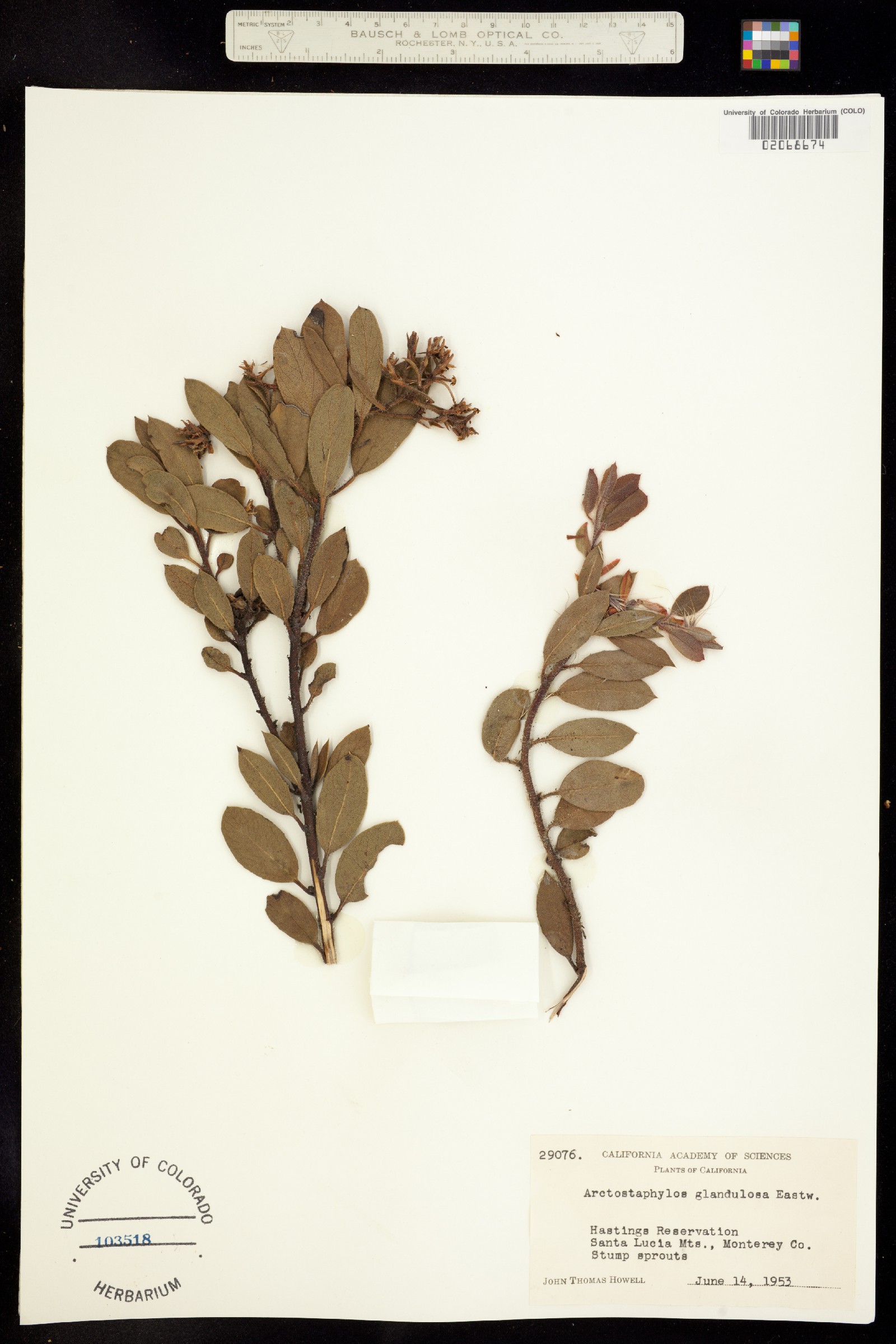 Arctostaphylos glandulosa image