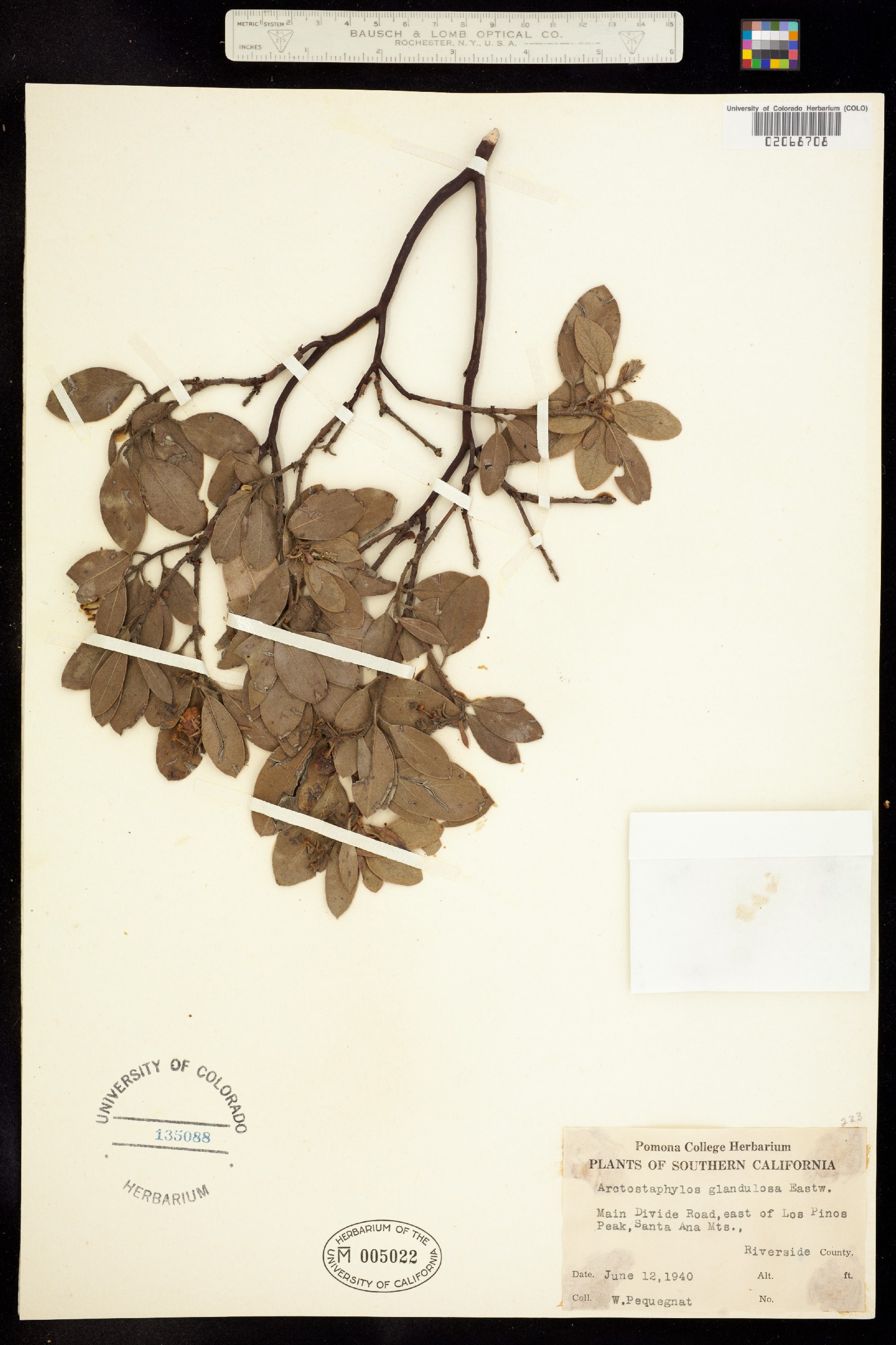 Arctostaphylos glandulosa image