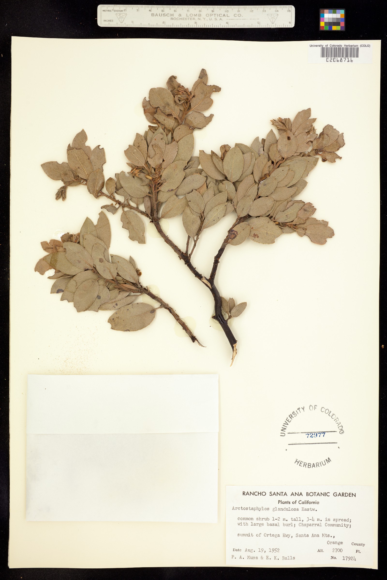 Arctostaphylos glandulosa image
