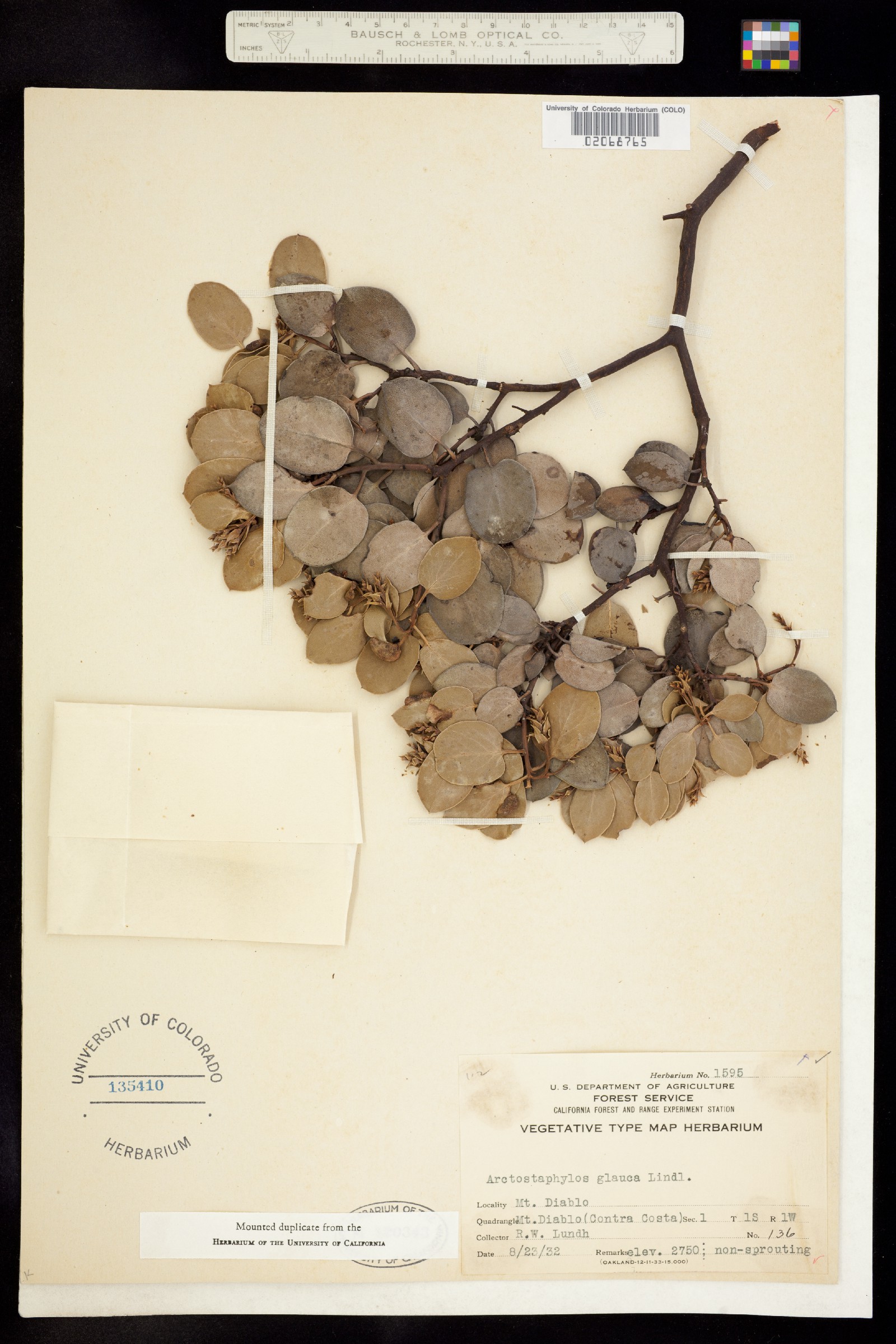 Arctostaphylos glauca image