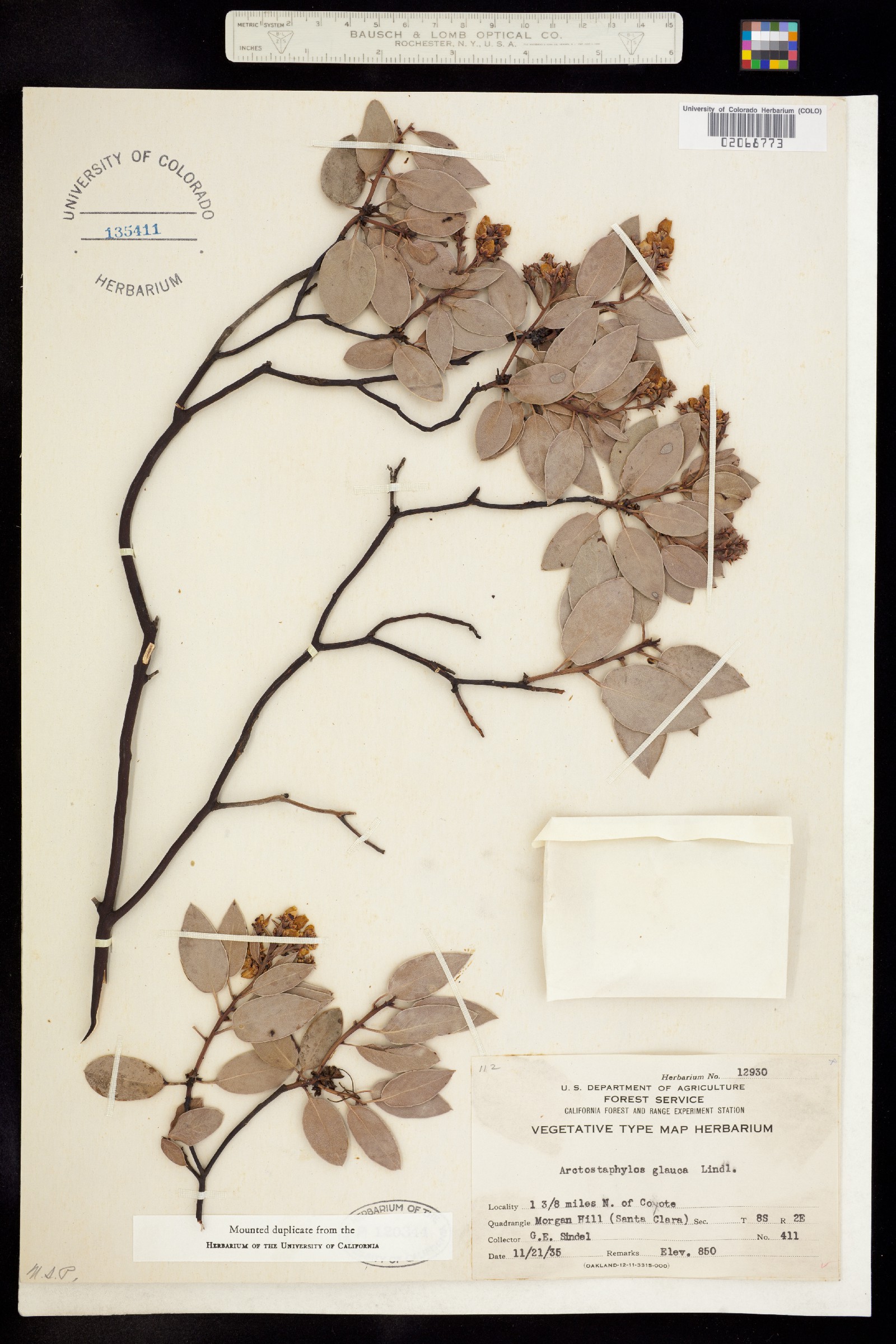 Arctostaphylos glauca image