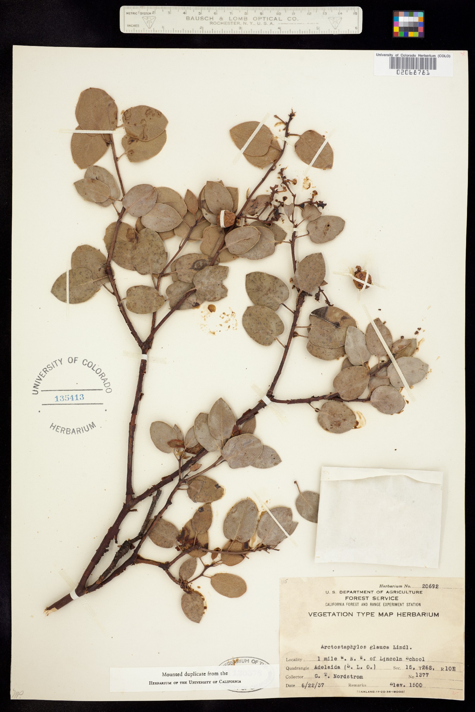 Arctostaphylos glauca image