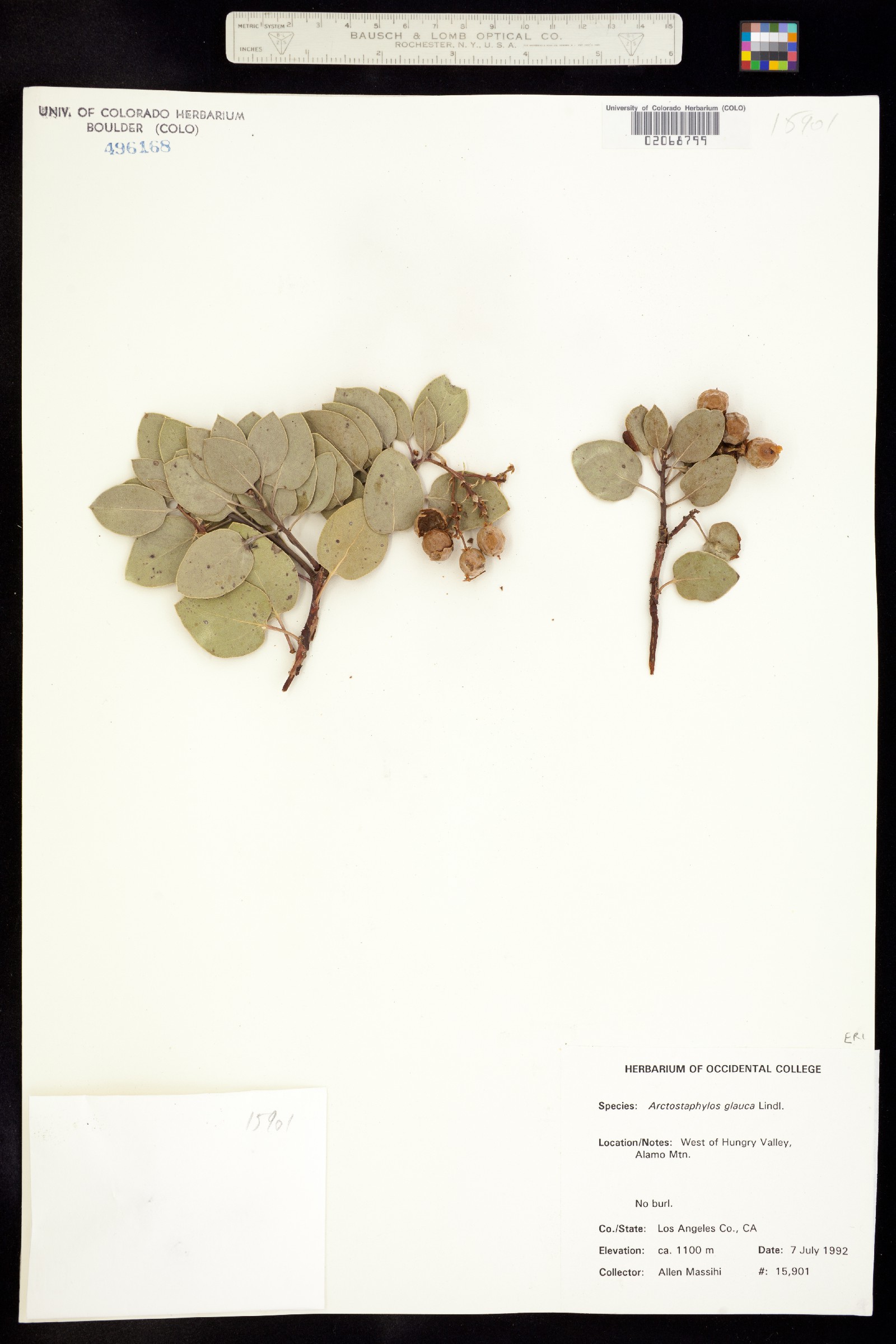 Arctostaphylos glauca image