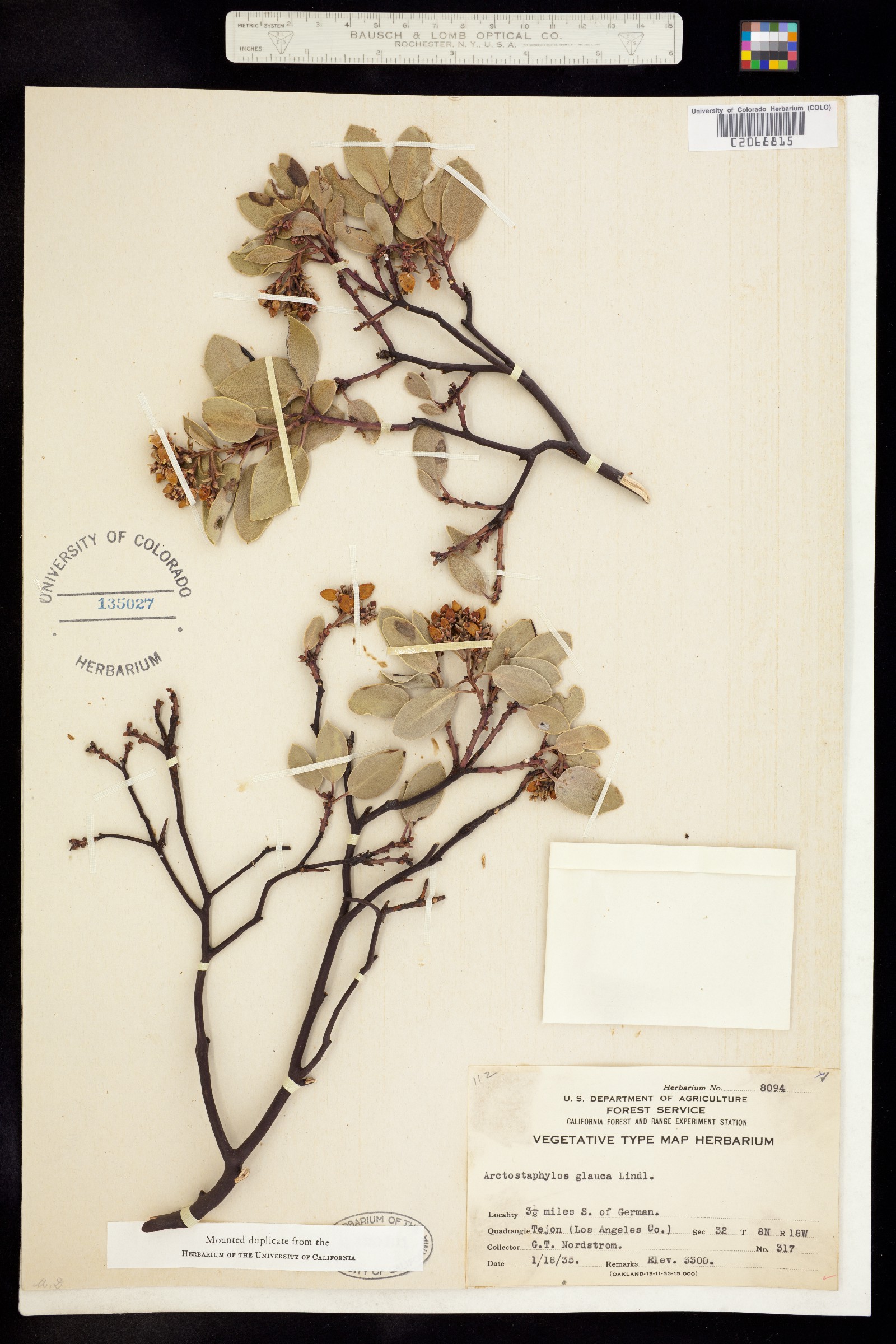Arctostaphylos glauca image