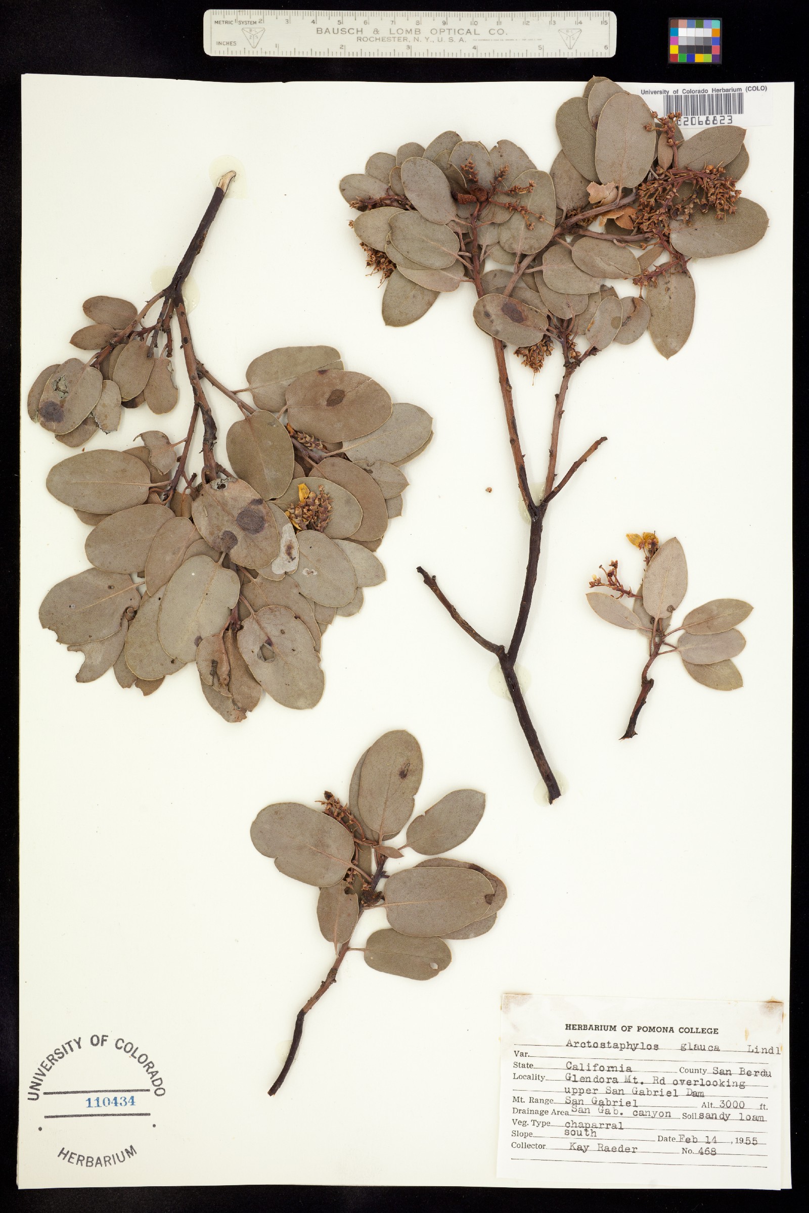 Arctostaphylos glauca image