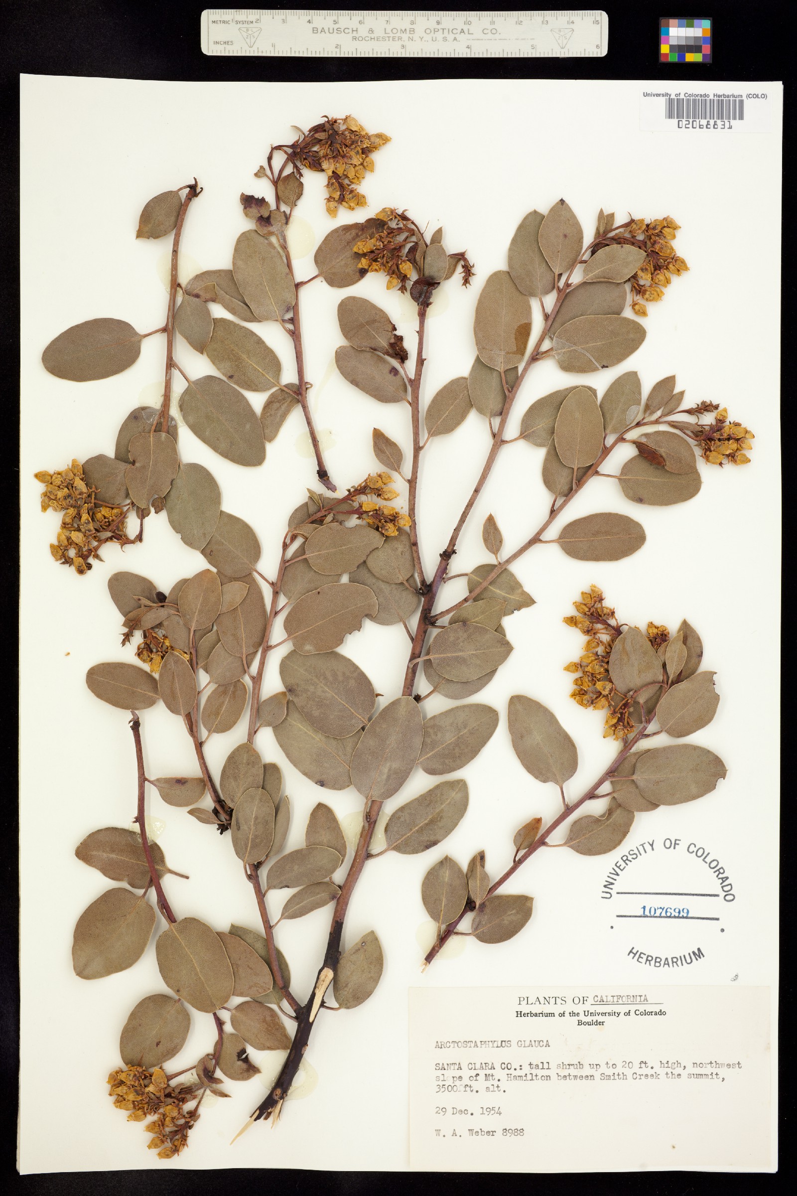 Arctostaphylos glauca image
