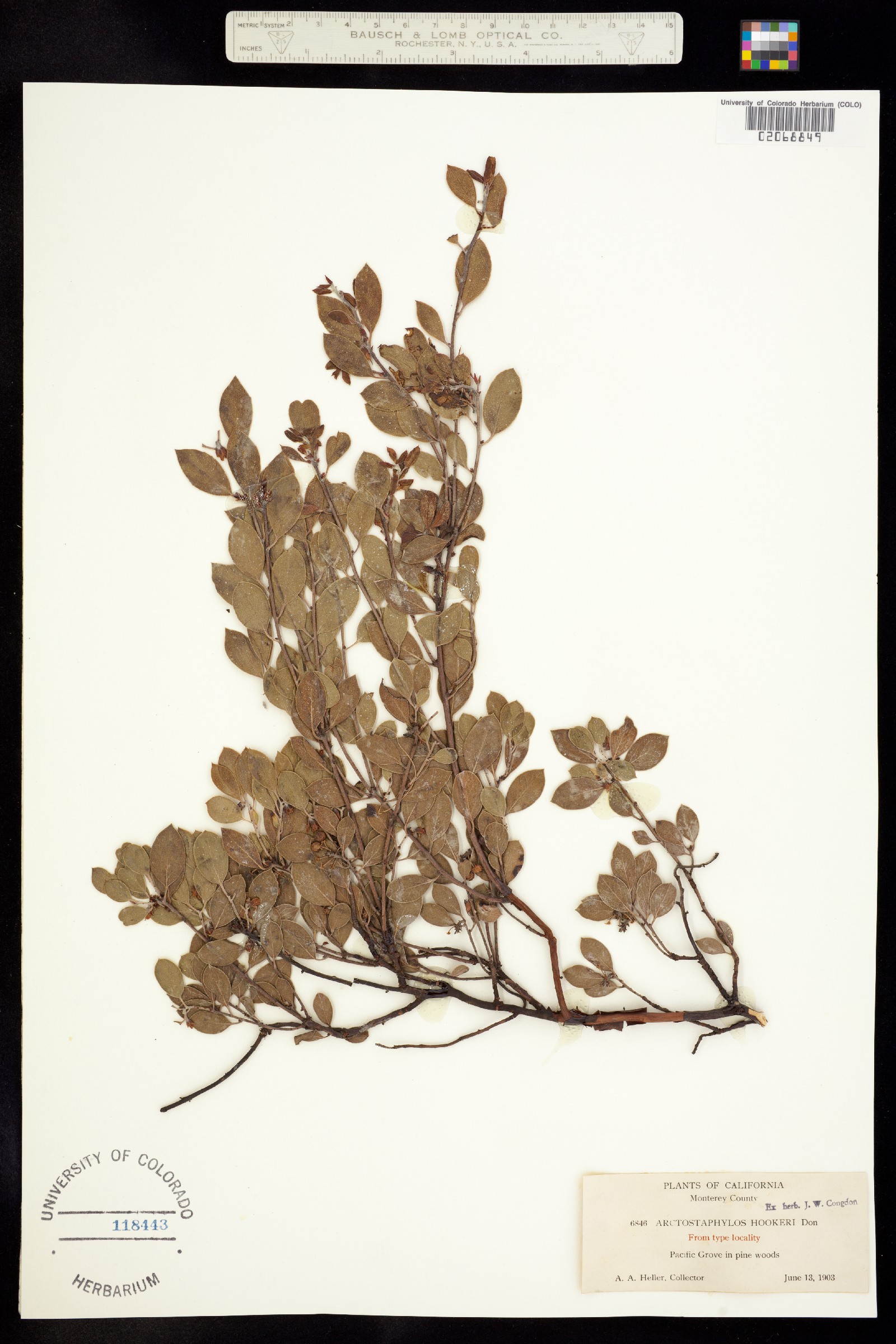 Arctostaphylos hookeri image