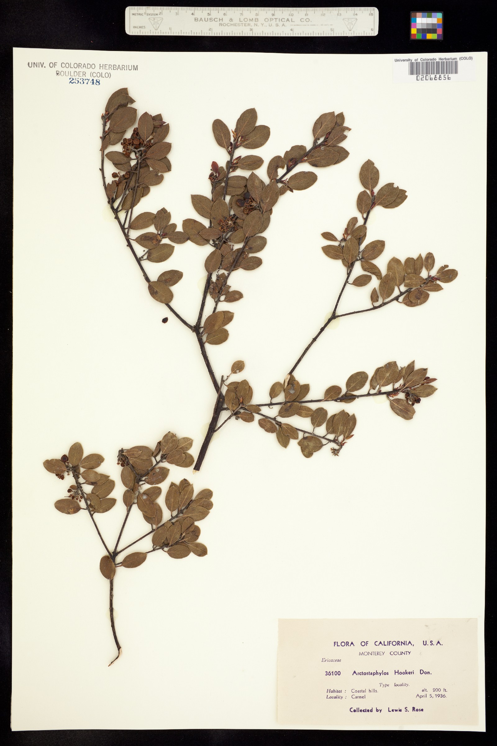Arctostaphylos hookeri image