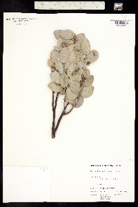 Arctostaphylos glauca image