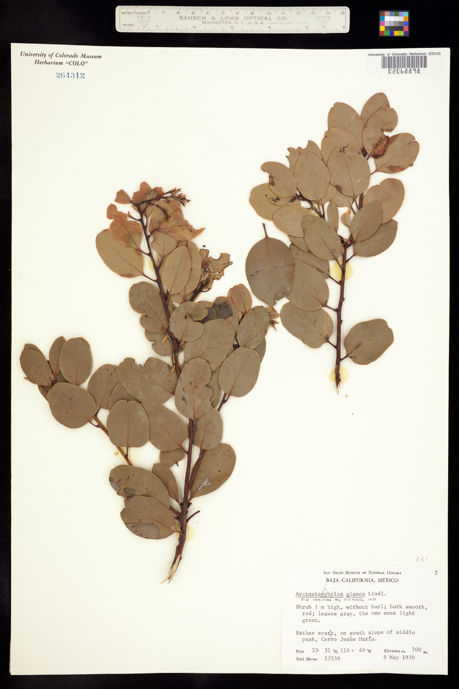 Arctostaphylos glauca image