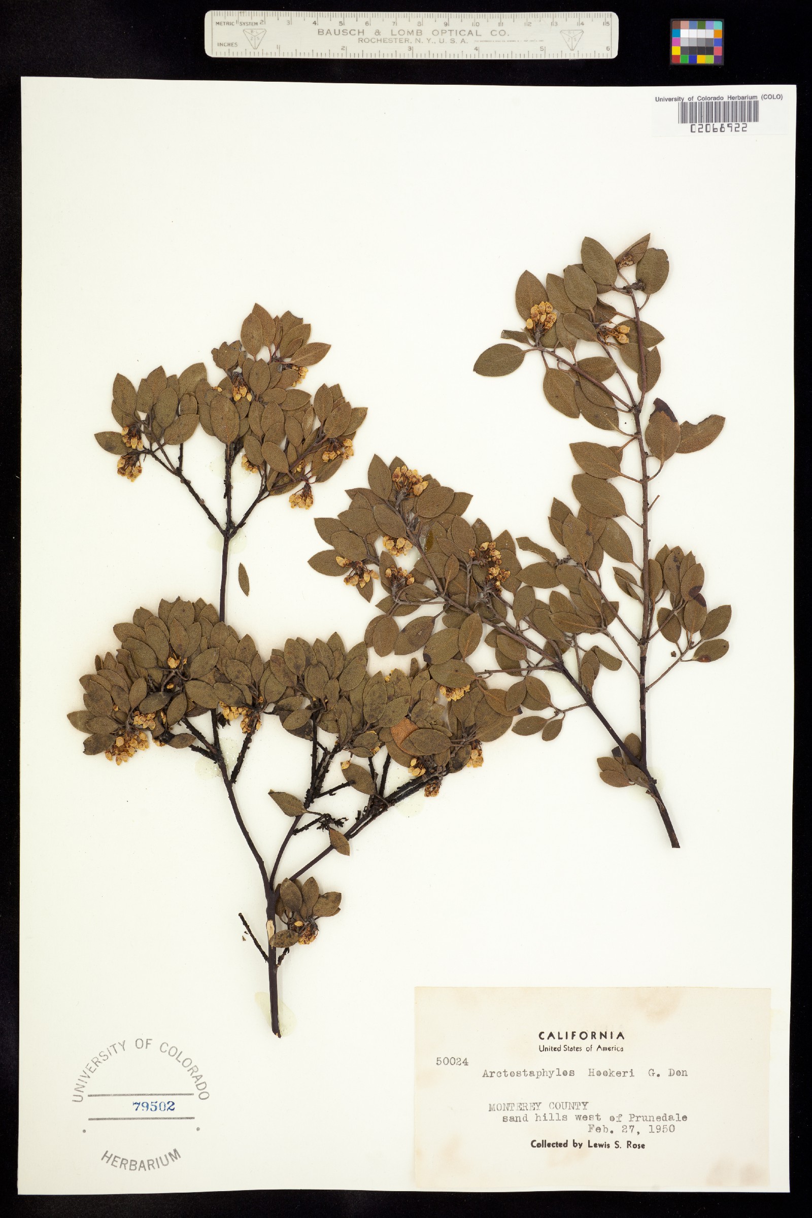Arctostaphylos hookeri image