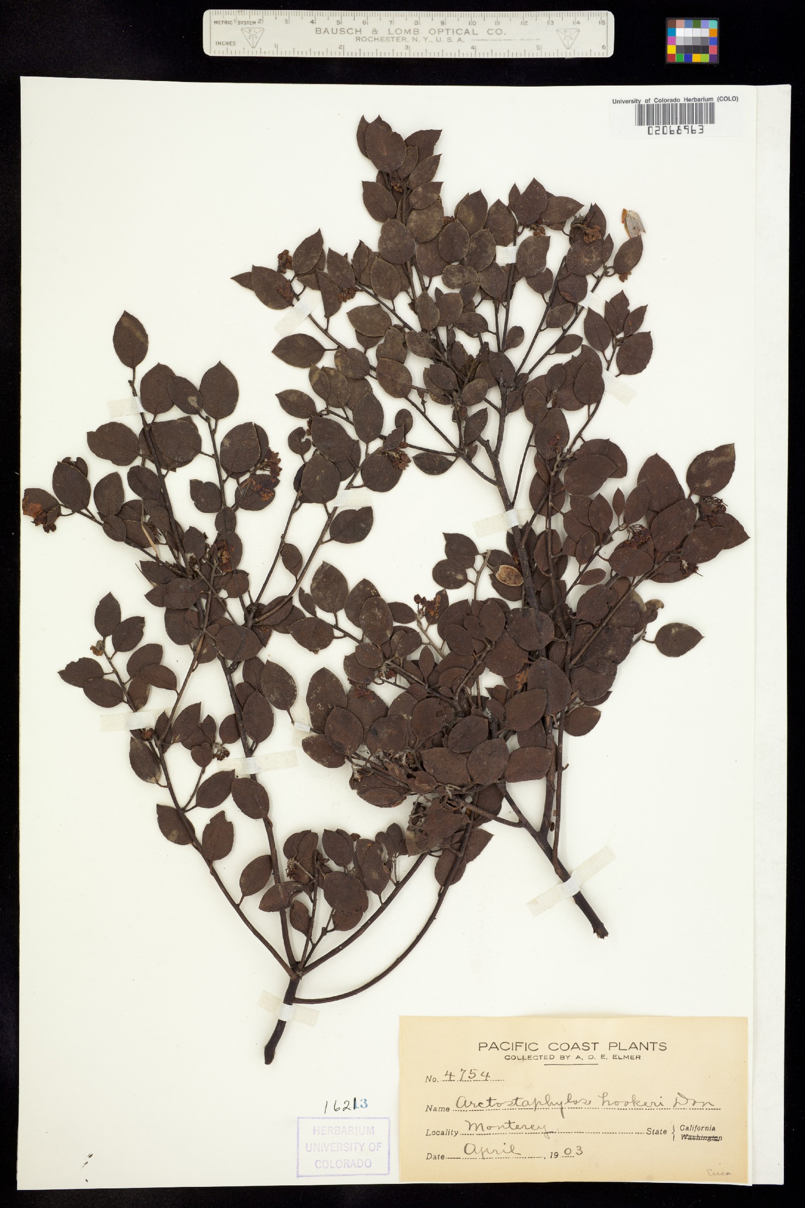 Arctostaphylos hookeri image