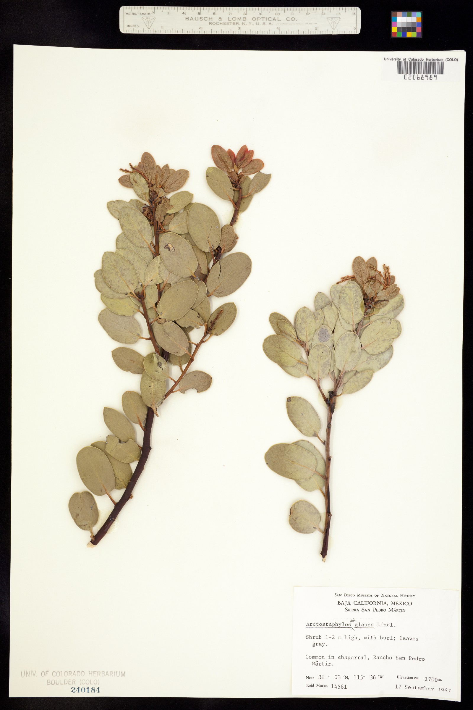Arctostaphylos glauca image