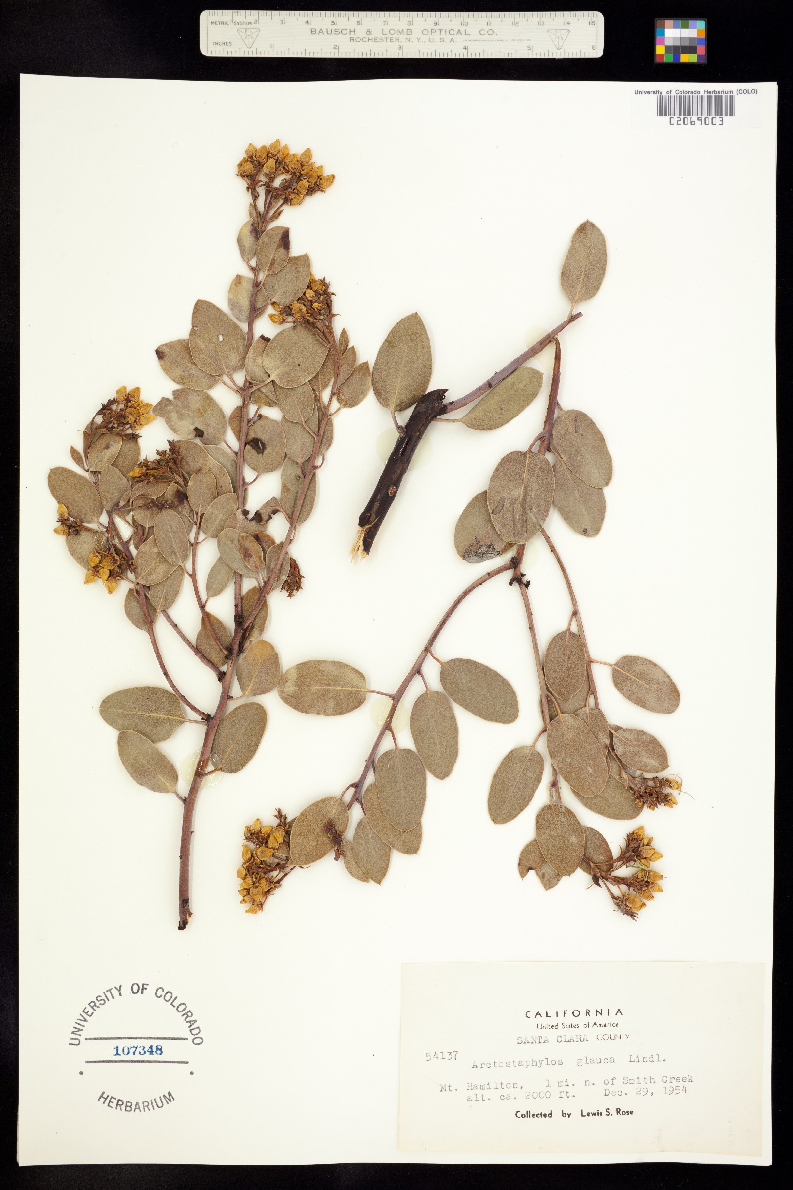 Arctostaphylos image