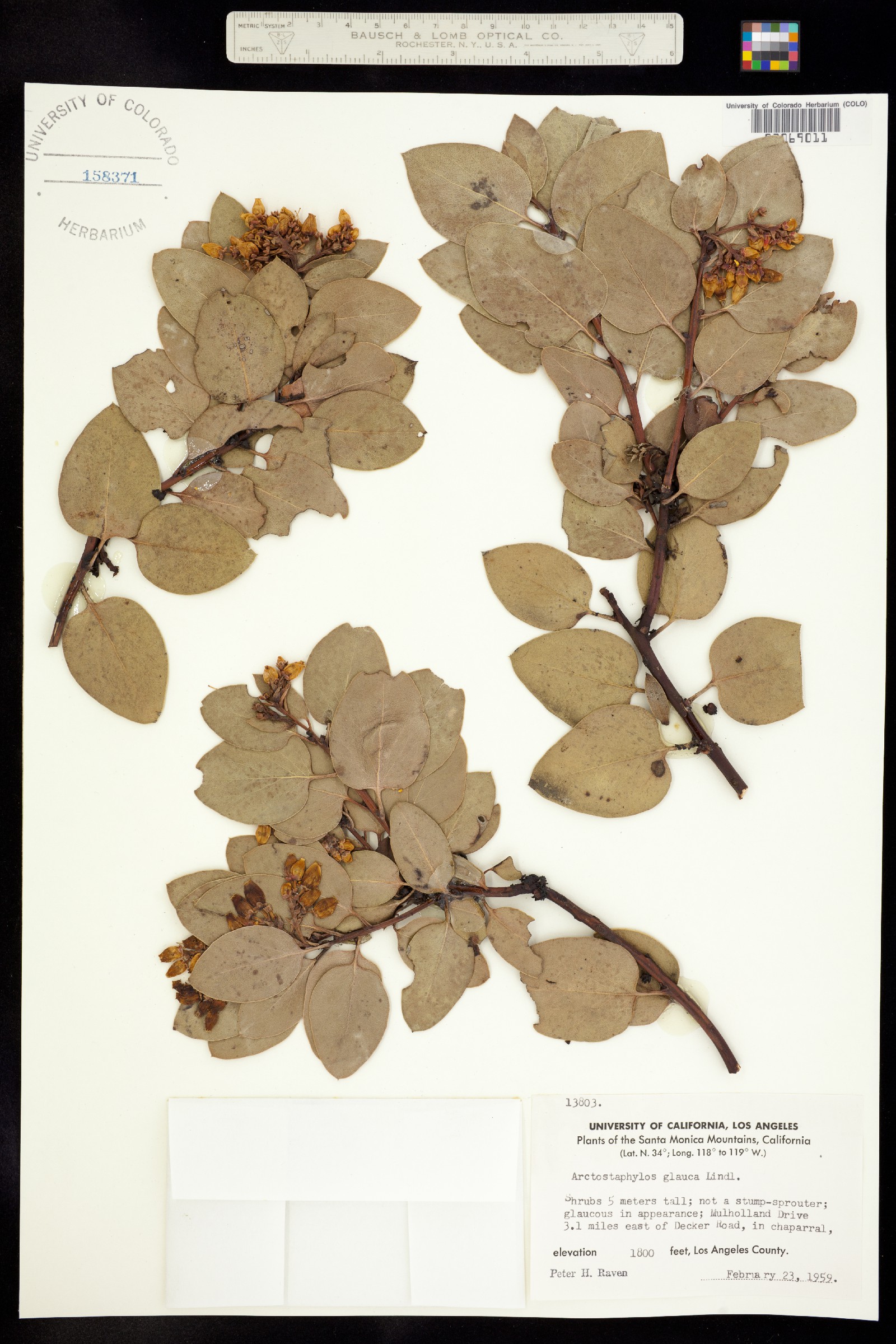 Arctostaphylos glauca image