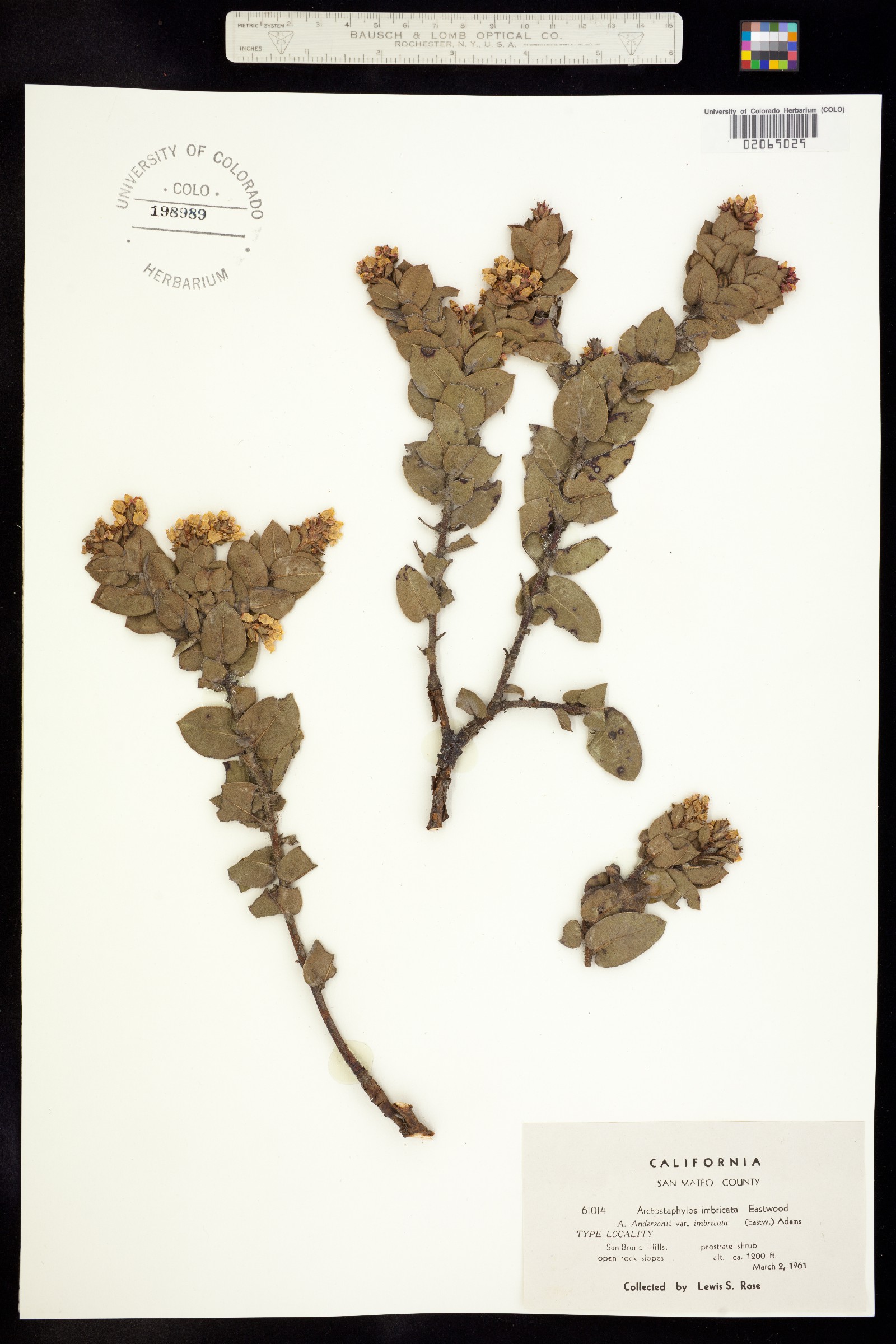 Arctostaphylos imbricata image